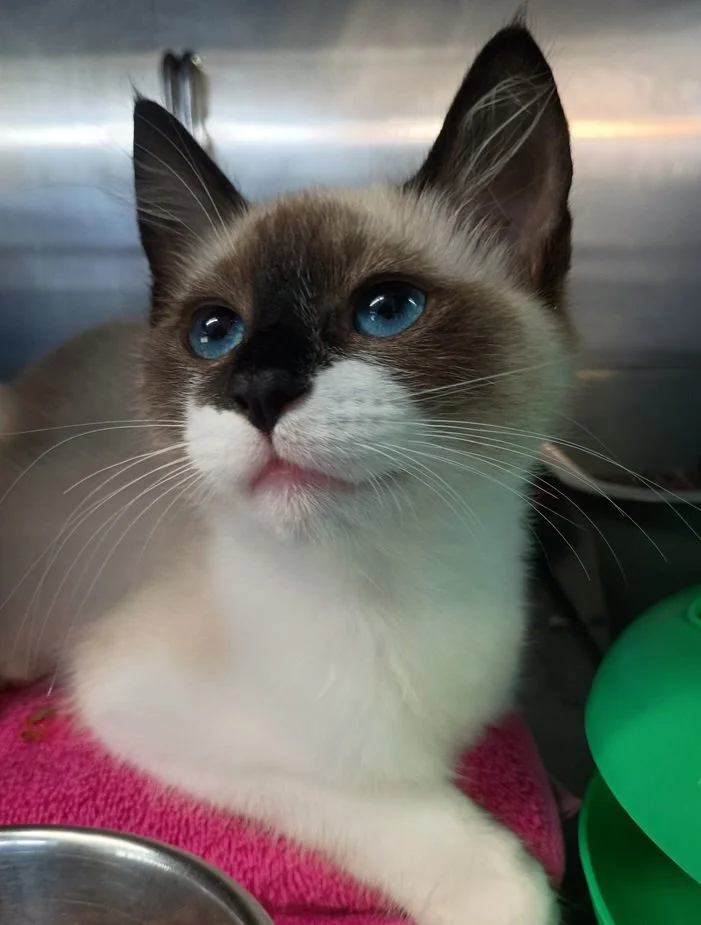 Siamese cat looking into camera