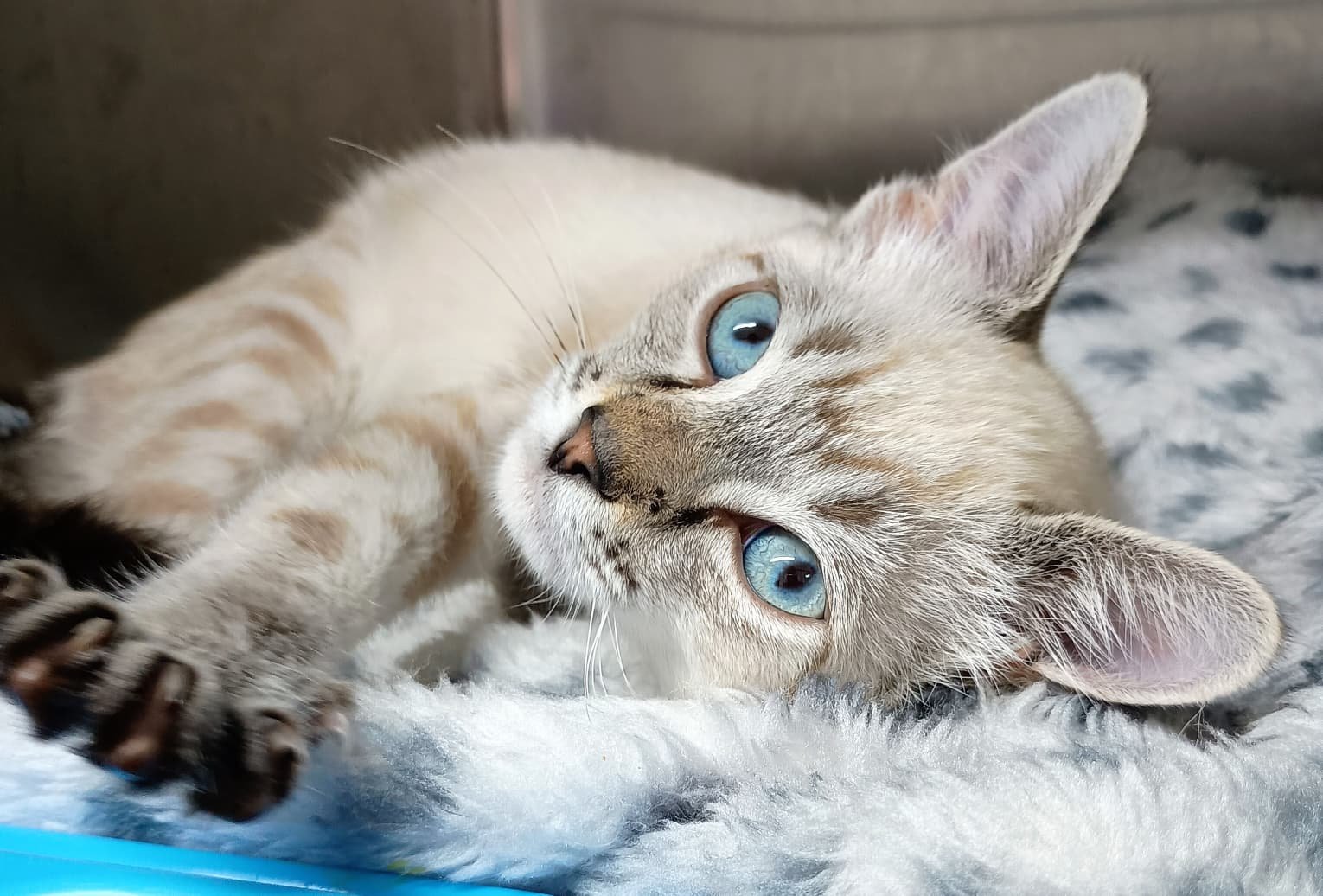 Siamese cat stretched on her side looking into the camera