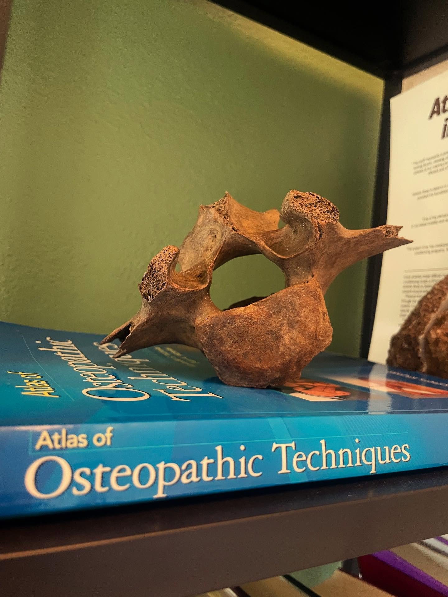 I&rsquo;ve recently been obsessed with old bones. 🦴 This is an L5 vertebrae of an extinct ice age bison who roamed the earth over 12,000 years ago. The through lines of our anatomy compared to ancient beasts has always fascinated me. We share so muc