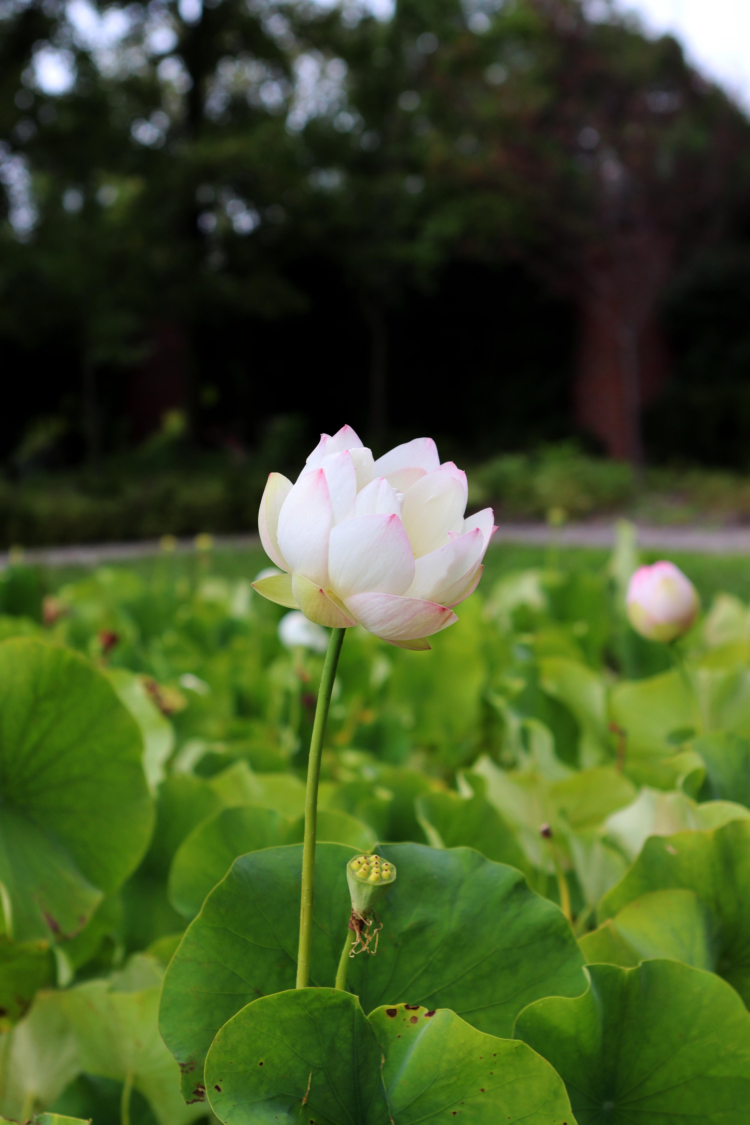 Lotus_0137 copy.jpg