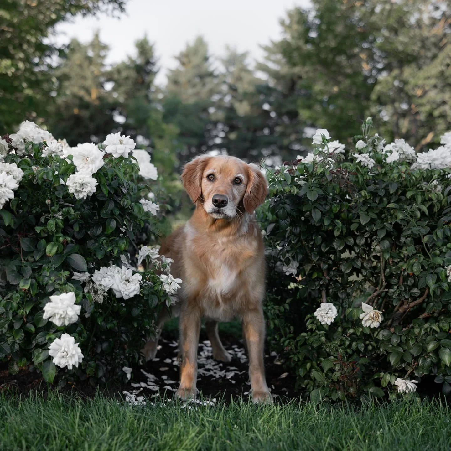 Tails of the World Volume III - an international fundraiser book part 8 ft. Ember. A 3 year old golden retriever 🐾👇🏽

Her happy noises are like dinosaur sounds.

She loves laying on her back holding a tennis ball in the air.

She has a chihuahua s
