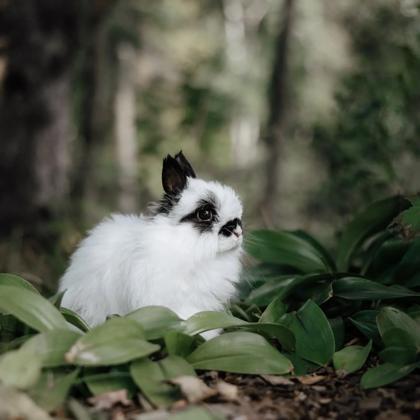 Tails of the World Volume III - an international fundraiser book part 9 ft. Reme - 6 year old Jersey Wooly 🐇👇🏽

His mustache is above his nose so it&rsquo;s technically not legit, but don&rsquo;t tell him that.

He&rsquo;s like a prickly pear, sas