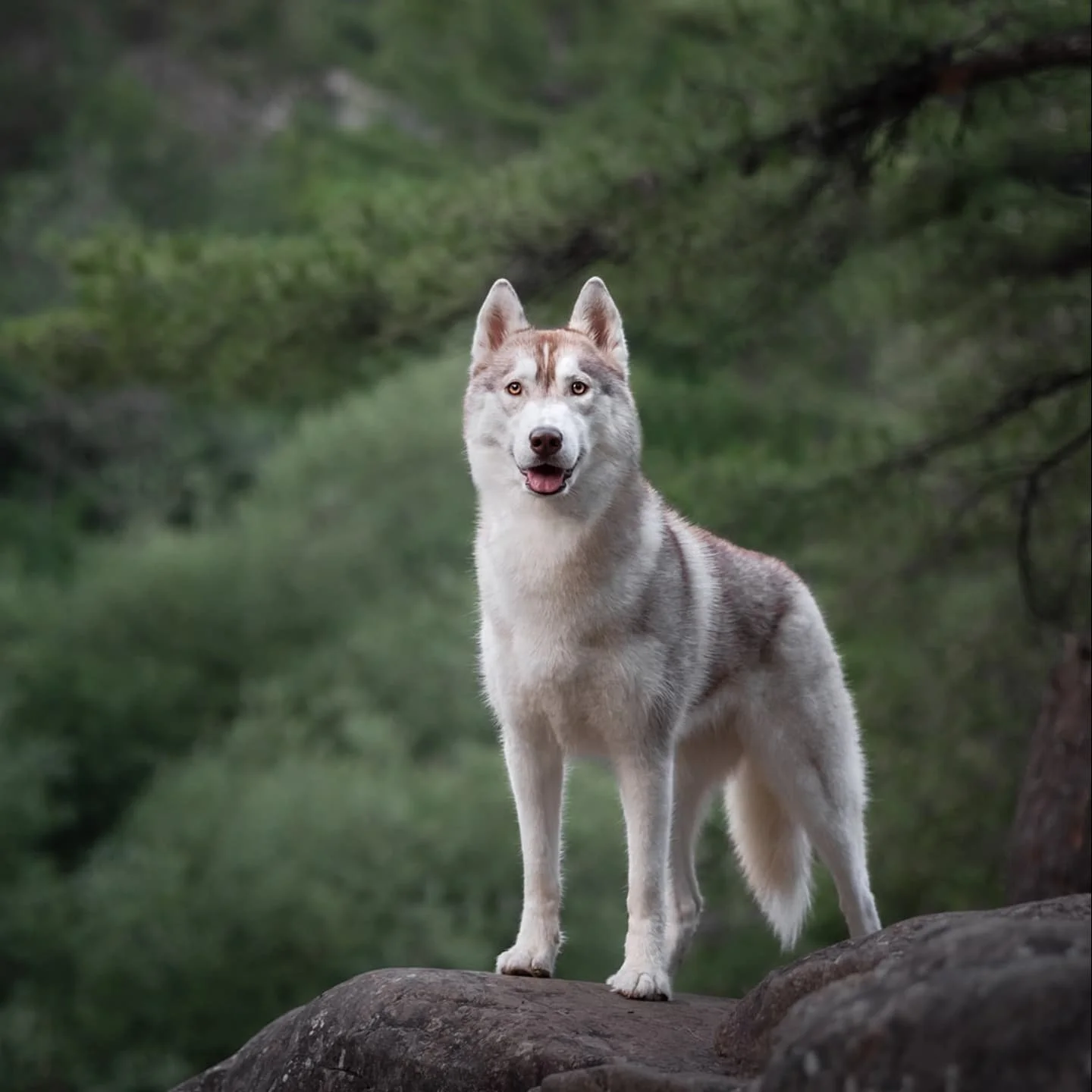 Tails of the World Volume III - an international fundraiser book part 10 ft. Ruby -1.5 year old Siberian Husky 🐾👇🏽 

Ruby is a show dog. 

She&rsquo;s full of sass and a little spicy. 

She loves to run with friends, explore and snuggle family. 

