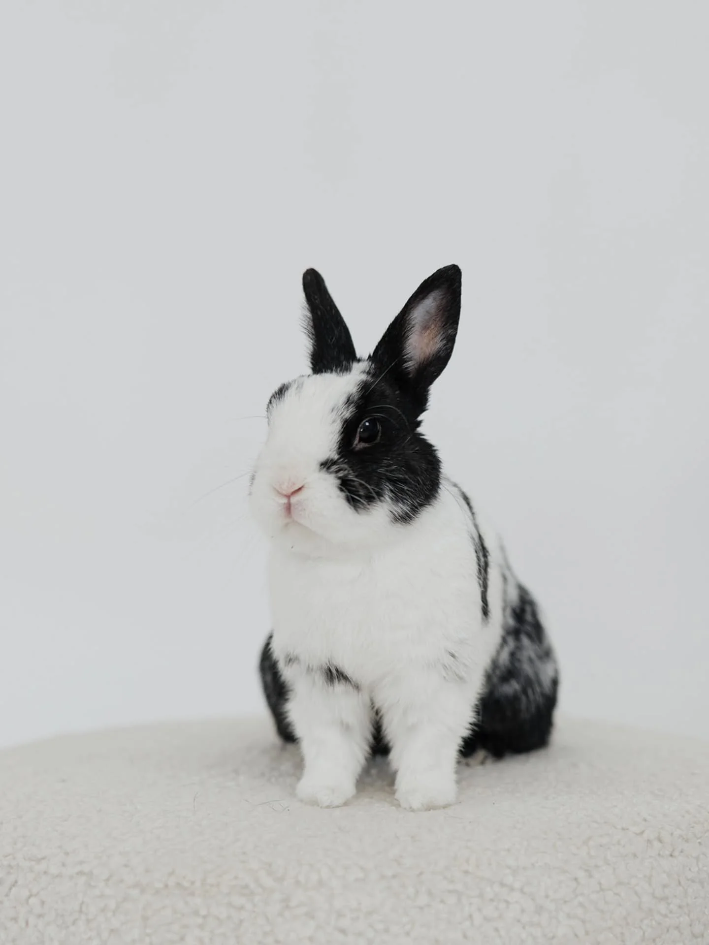 A tribute to sunshine in bunny form. 🌤️ 🐇 Nikko was one of the happiest bunnies I have ever known&mdash;and that alone feels like a miracle, considering his story. The moment he was rescued and arrived at his foster home, he was zooming! Despite th