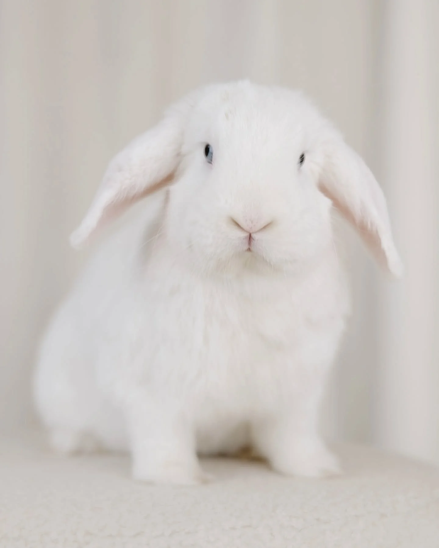 My foster bunny Popcorn is available for adoption through @rabbitrescueofmn 🤍 This fluffy white, blue-eyed, lop earred bun is ready to pop straight into your heart.

Popcorn is fueled by snacks and curiosity. Food is the way to his heart&mdash;he lo