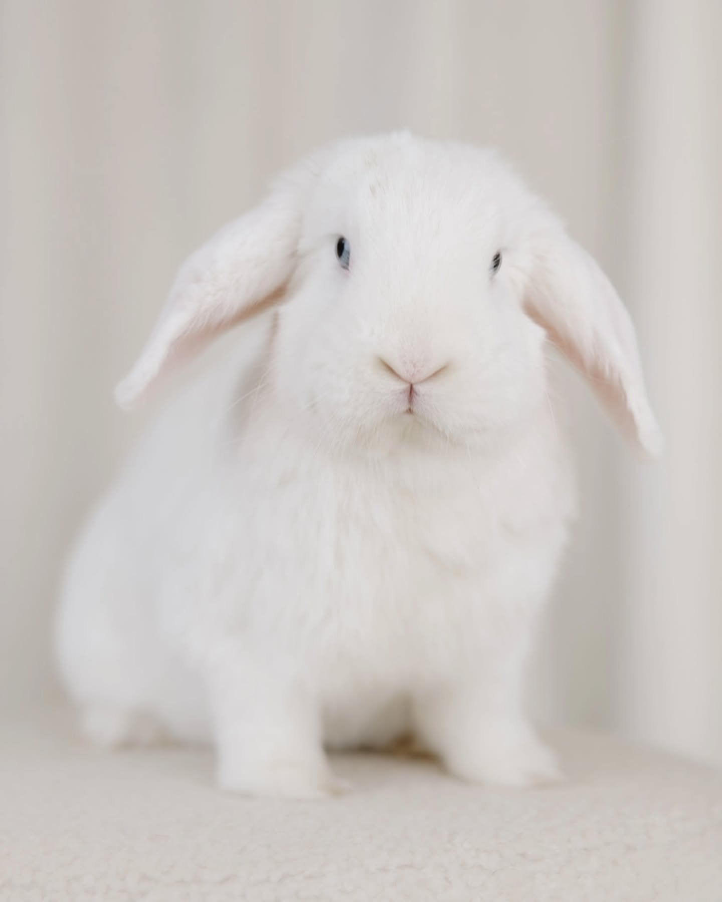 My foster bunny Popcorn is available for adoption through @rabbitrescueofmn 🤍 This fluffy white, blue-eyed, lop earred bun is ready to pop straight into your heart.

Popcorn is fueled by snacks and curiosity. Food is the way to his heart&mdash;he lo
