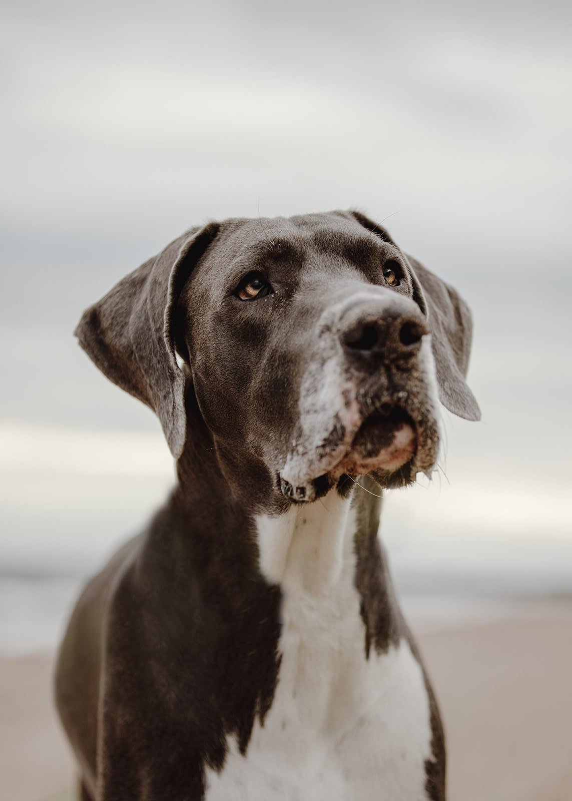 duluth_mn_pet_photographer72.jpg