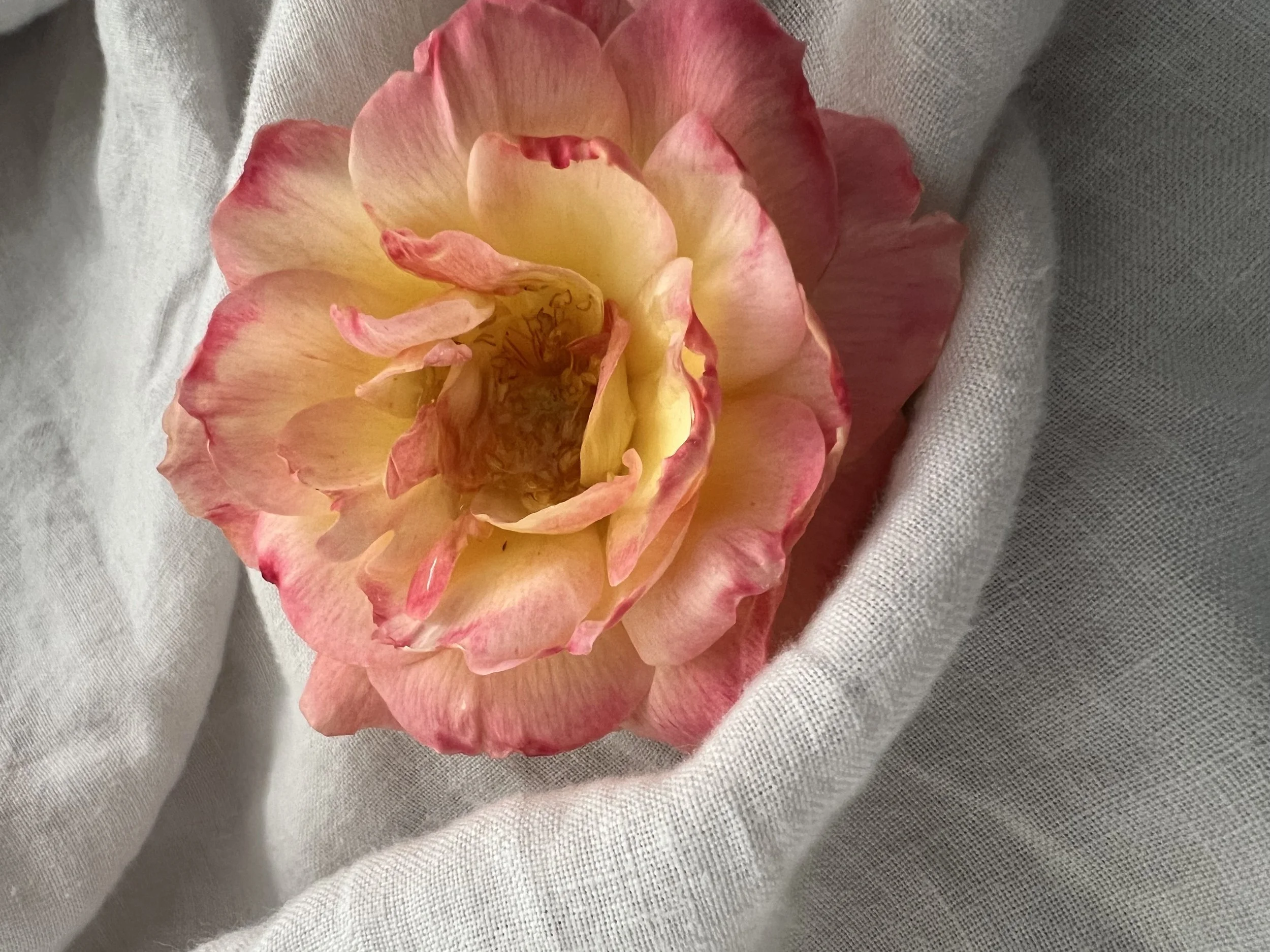 Pink and cream-colored rose resting on a light gray fabric surface.