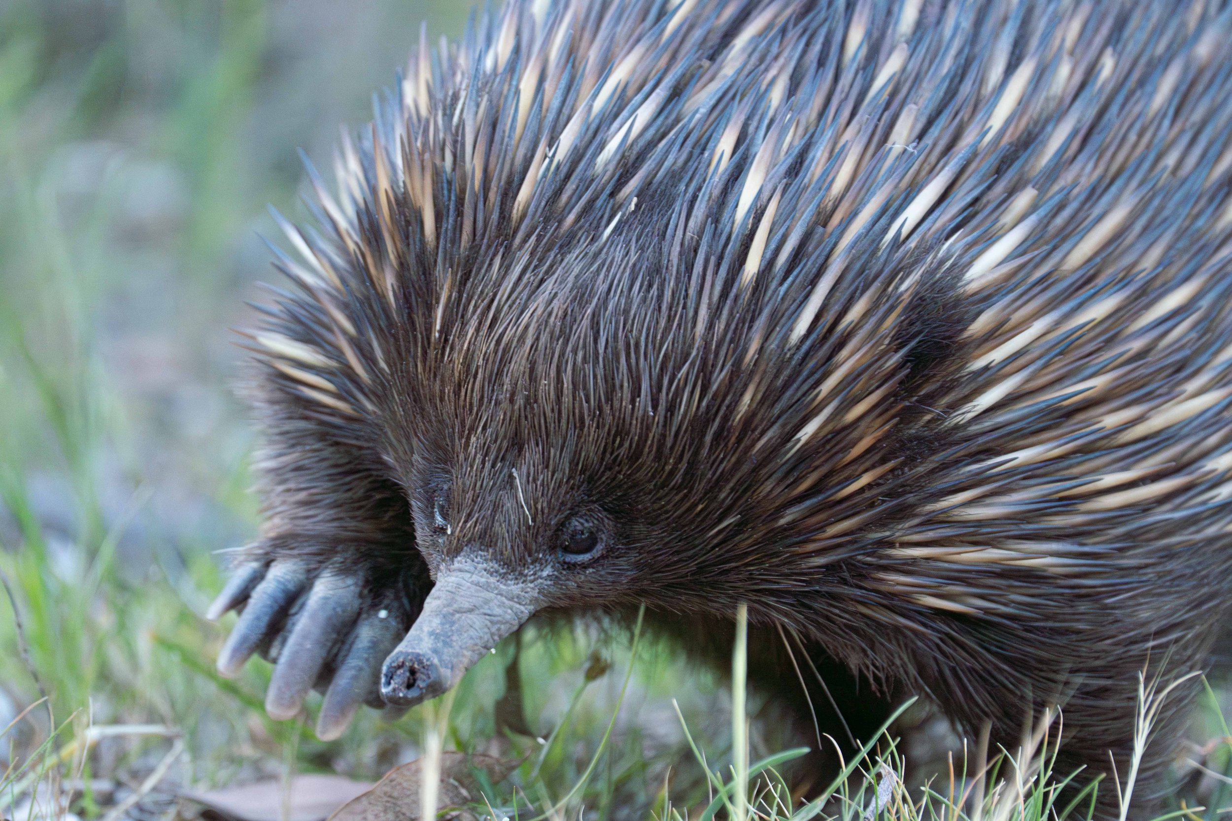 Echidna