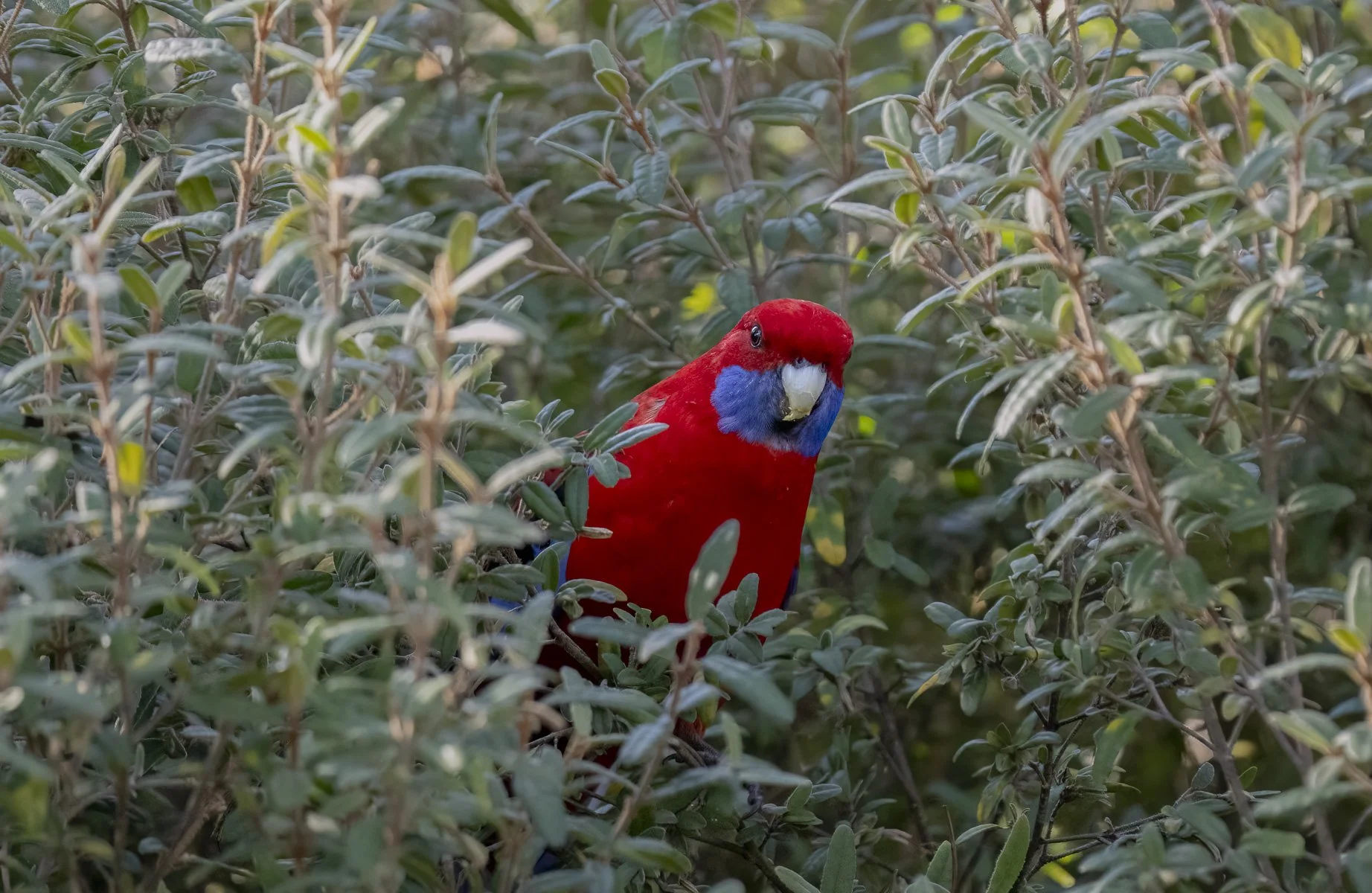 Rosella