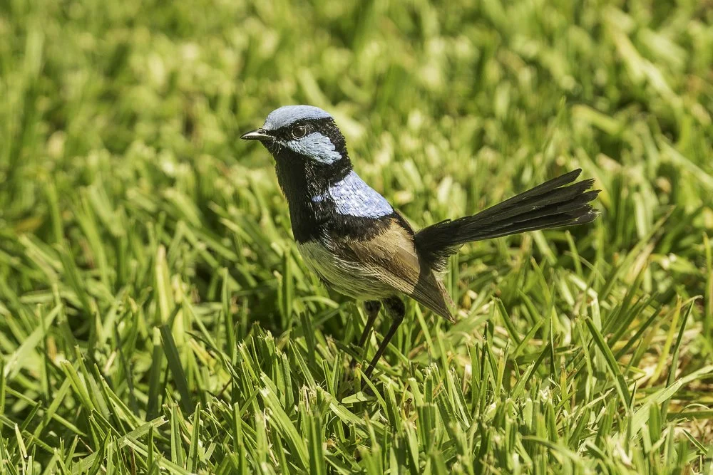 Male Superb Blue Wren