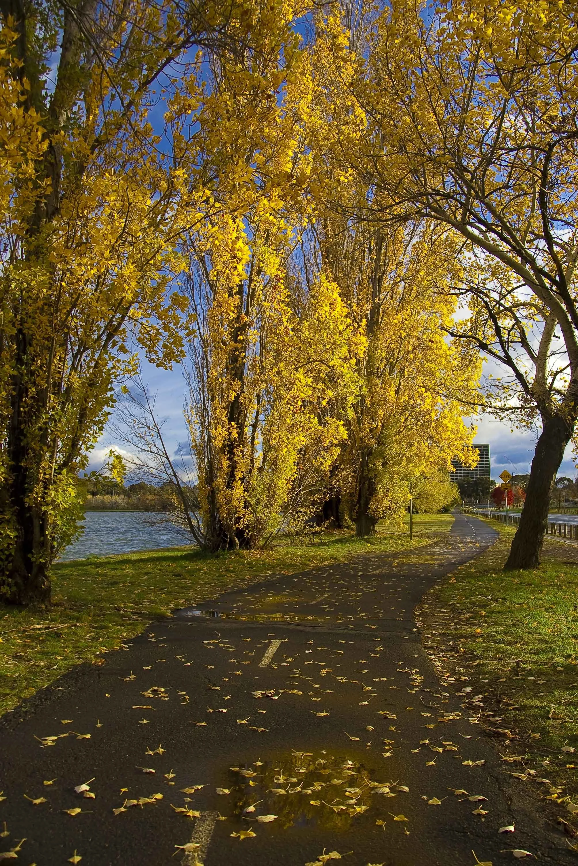 Footpath in Autumn, Canberra 