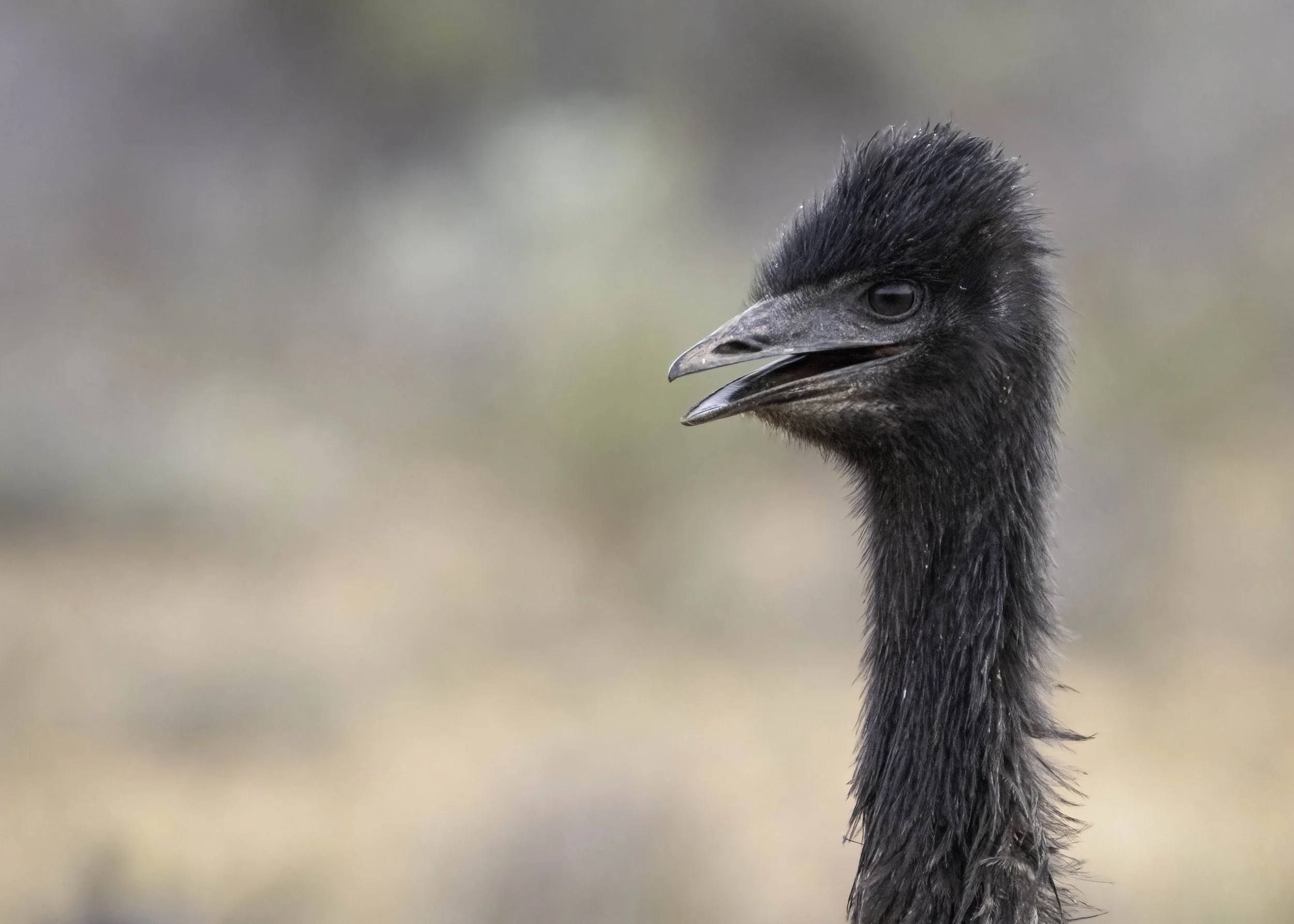 Juvenile Emu