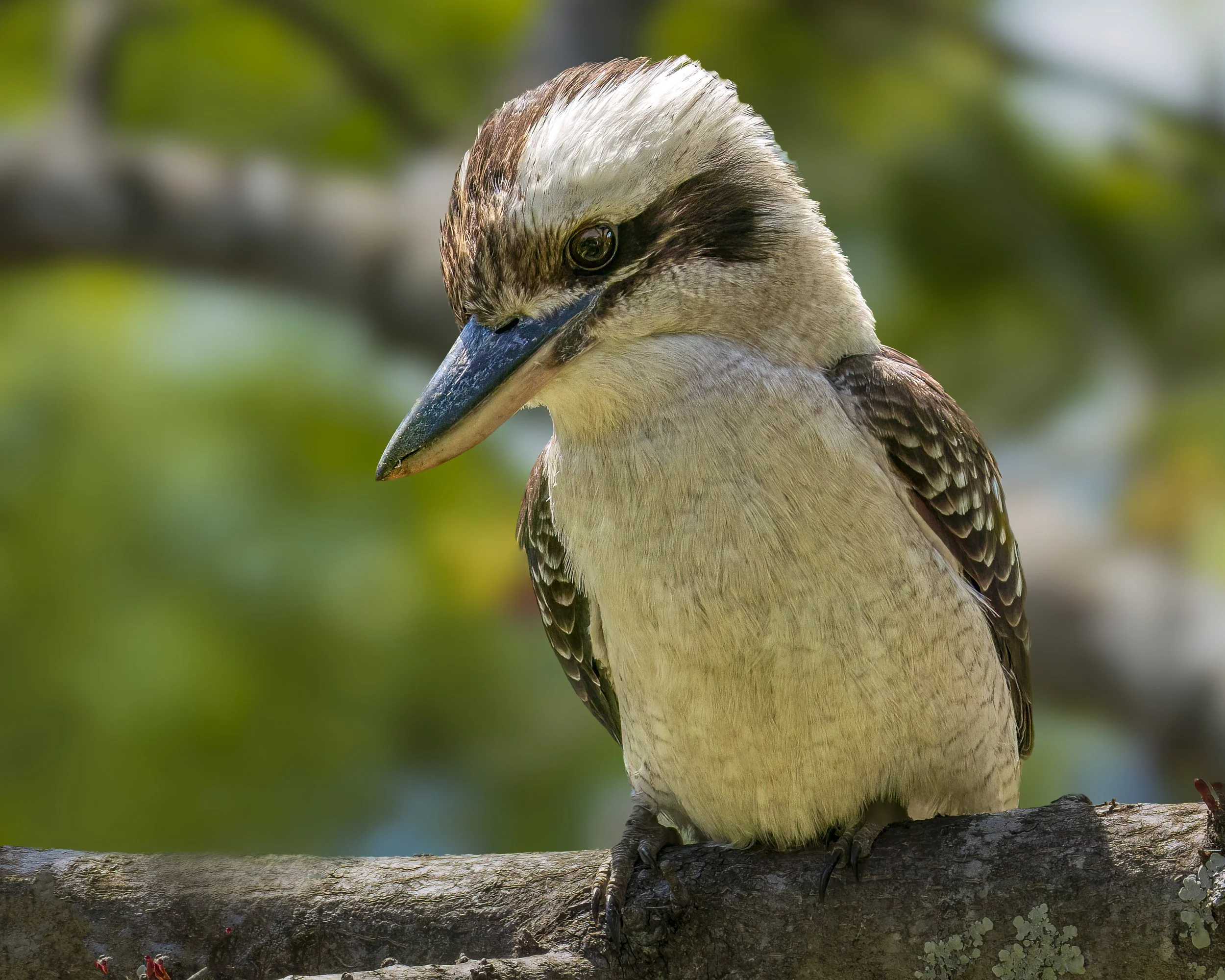 Laughing Kookaburra