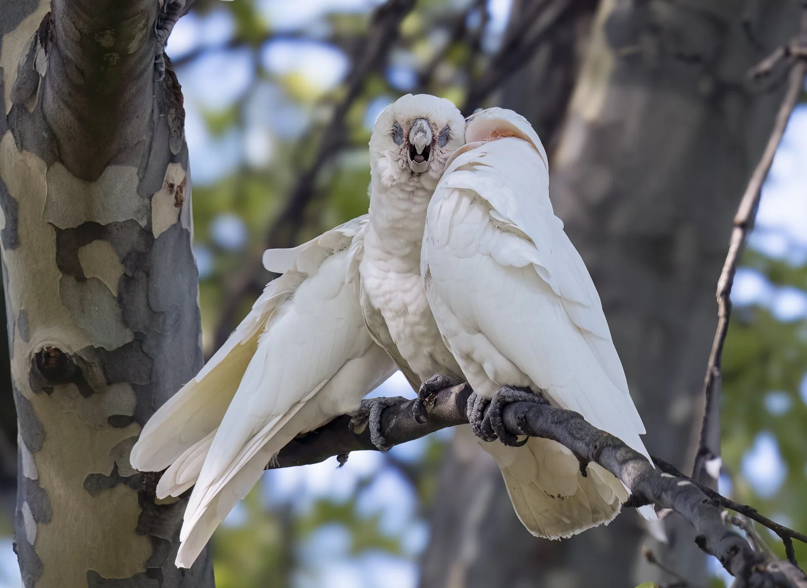 Little Corella
