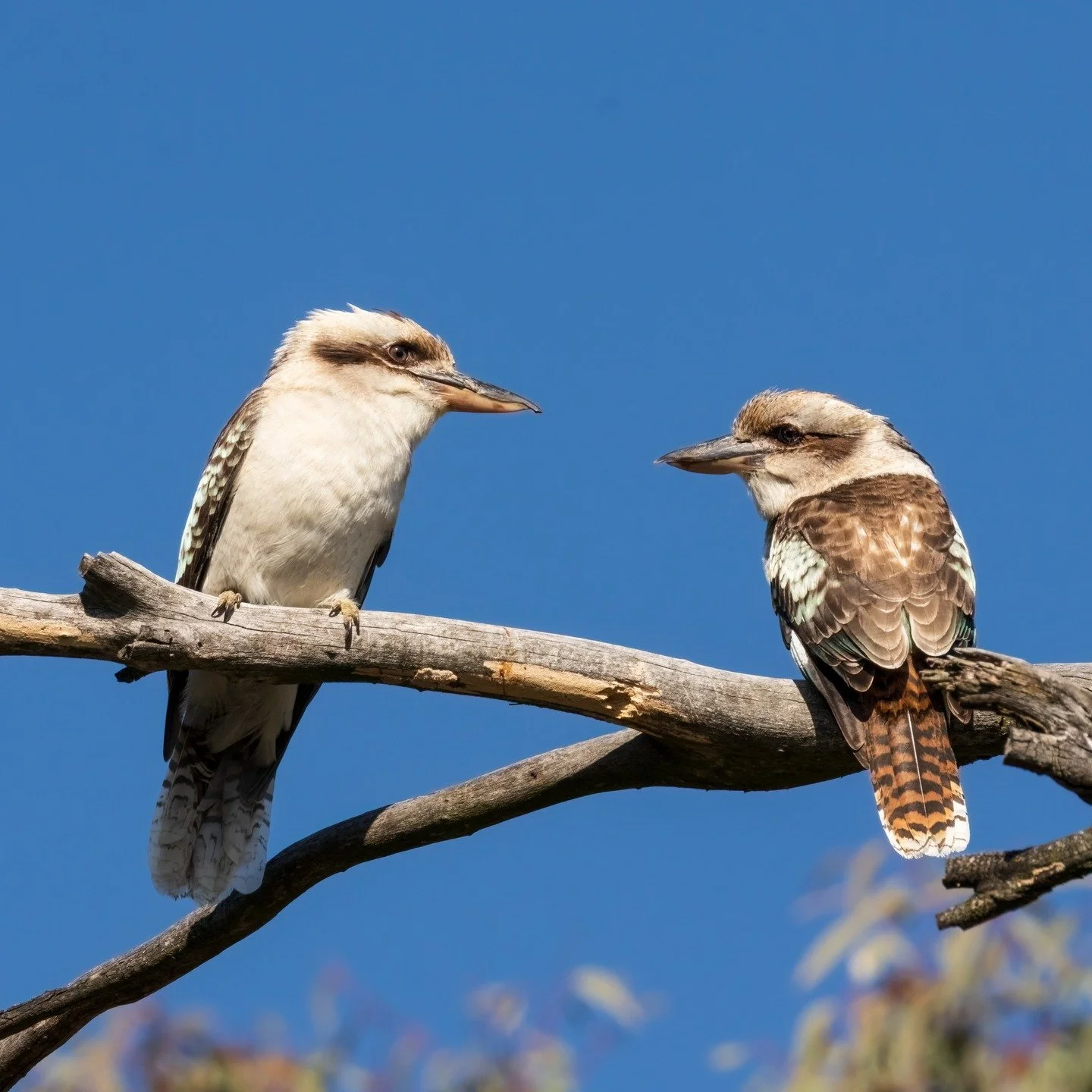 Laughing Kookaburra's

Bathurst, NSW, Australia

Sony A6700, Sony 200-600mm Lens
1/800s || f11 || 400 iso

#kookaburra #birdsofaustralia #birdphotographyaustralia #australiangeographic #birdphotography_australia #birdlifeaustralia #australianwildlife