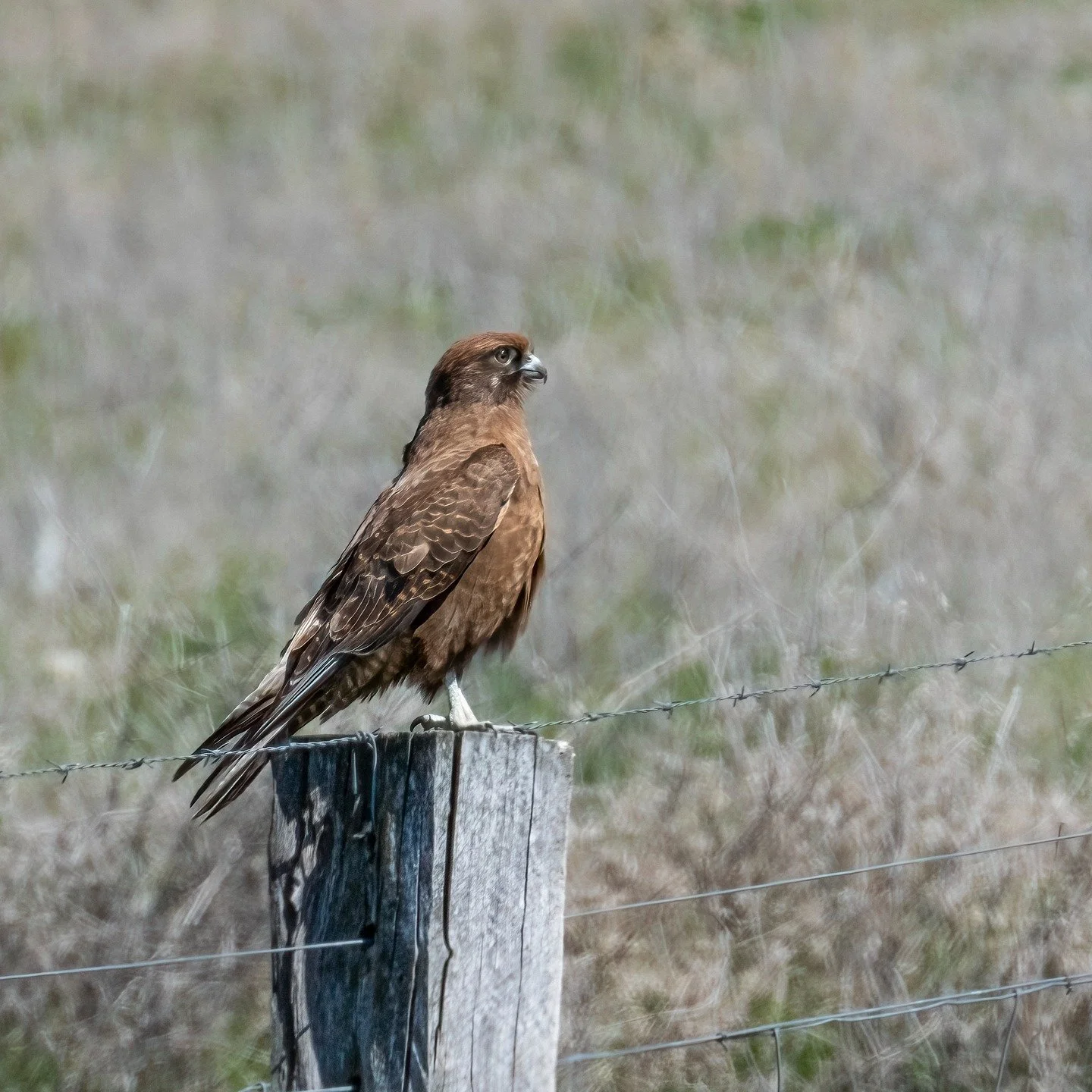Brown Falcon
Bathurst, NSW, Australia
Sony A6700, Sony 200-600mm Lens
1/800s || f11 || 800 iso

#falcon #birdsofaustralia #birdphotographyaustralia #australiangeographic #birdphotography_australia #birdlifeaustralia #australianwildlife #birdphotograp