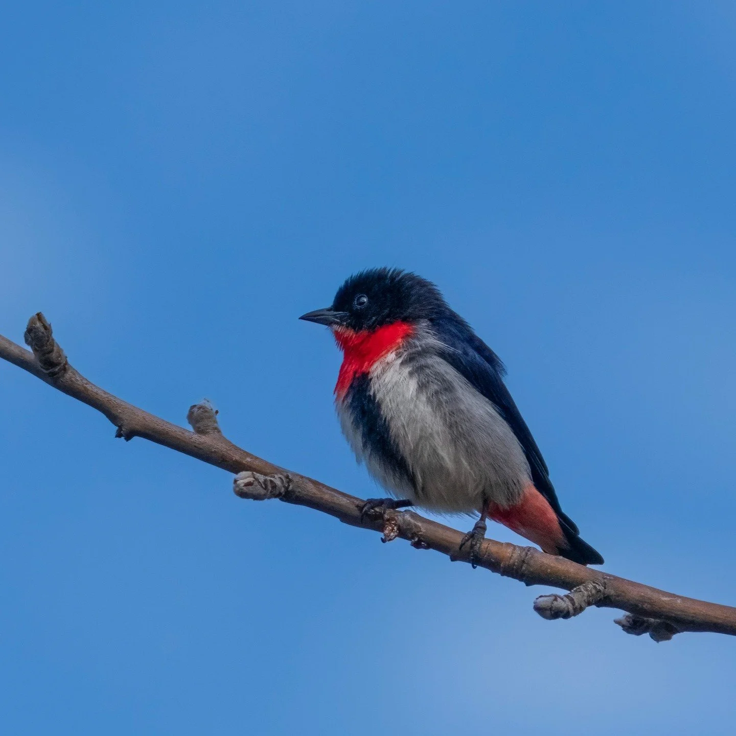 Mistletoebird

Bathurst, NSW, Australia

Sony A6700, Sony 200-600mm Lens
1/800s || f9 || 320 iso