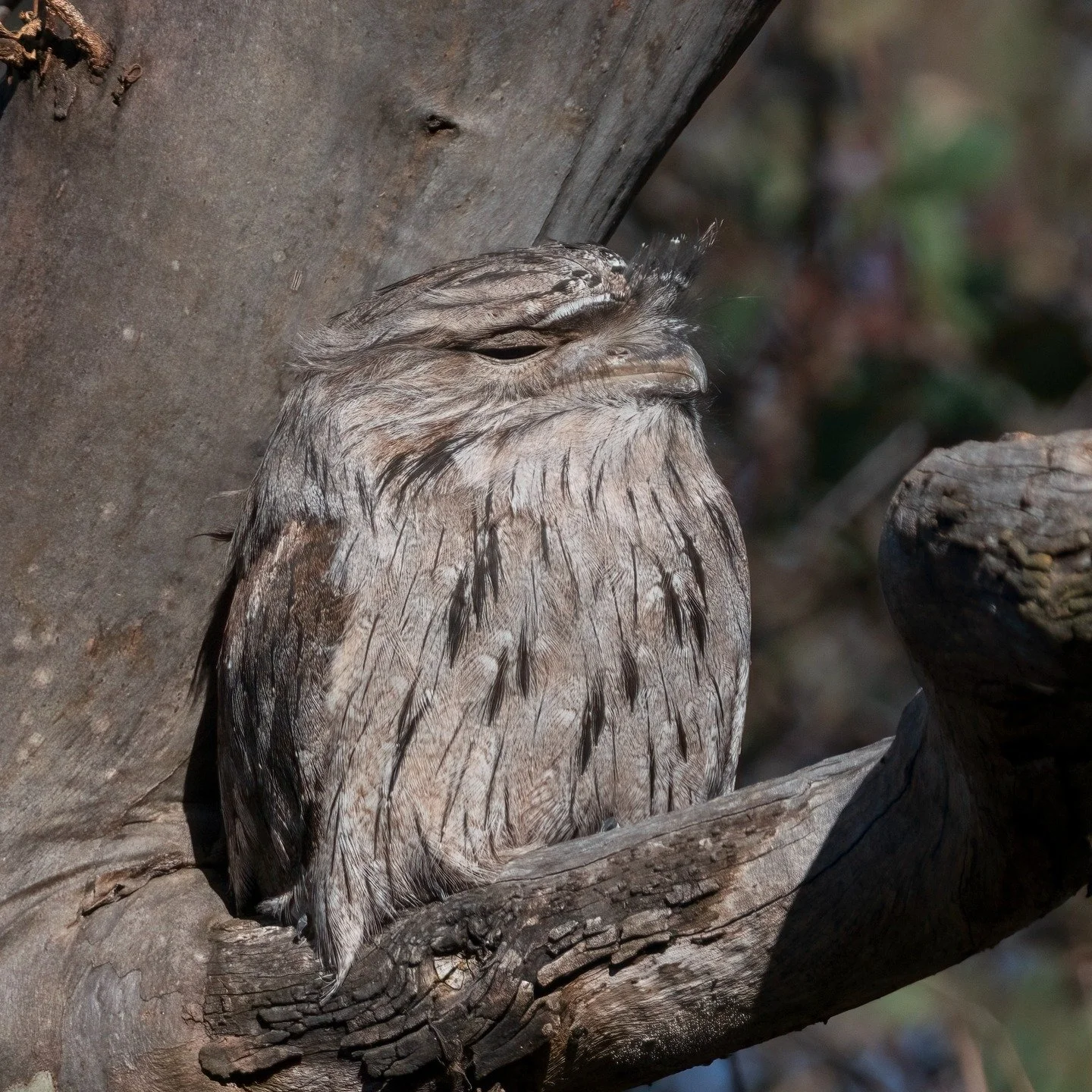 Tawny Frogmouth
Bathurst, NSW, Australia
Sony A6700, Sony 200-600mm Lens
1/800s || f11 || 800 iso