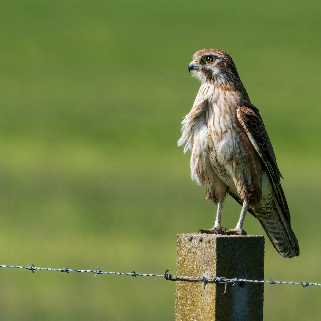 Brown Falcon

Bathurst, NSW, Australia

Sony A6700, Sony 200-600mm Lens
1/800s || f9 || 800 iso

#raptor #birdofprey #birdsofaustralia #birdphotographyaustralia #australiangeographic #birdphotography_australia #birdlifeaustralia #australianwildlife #
