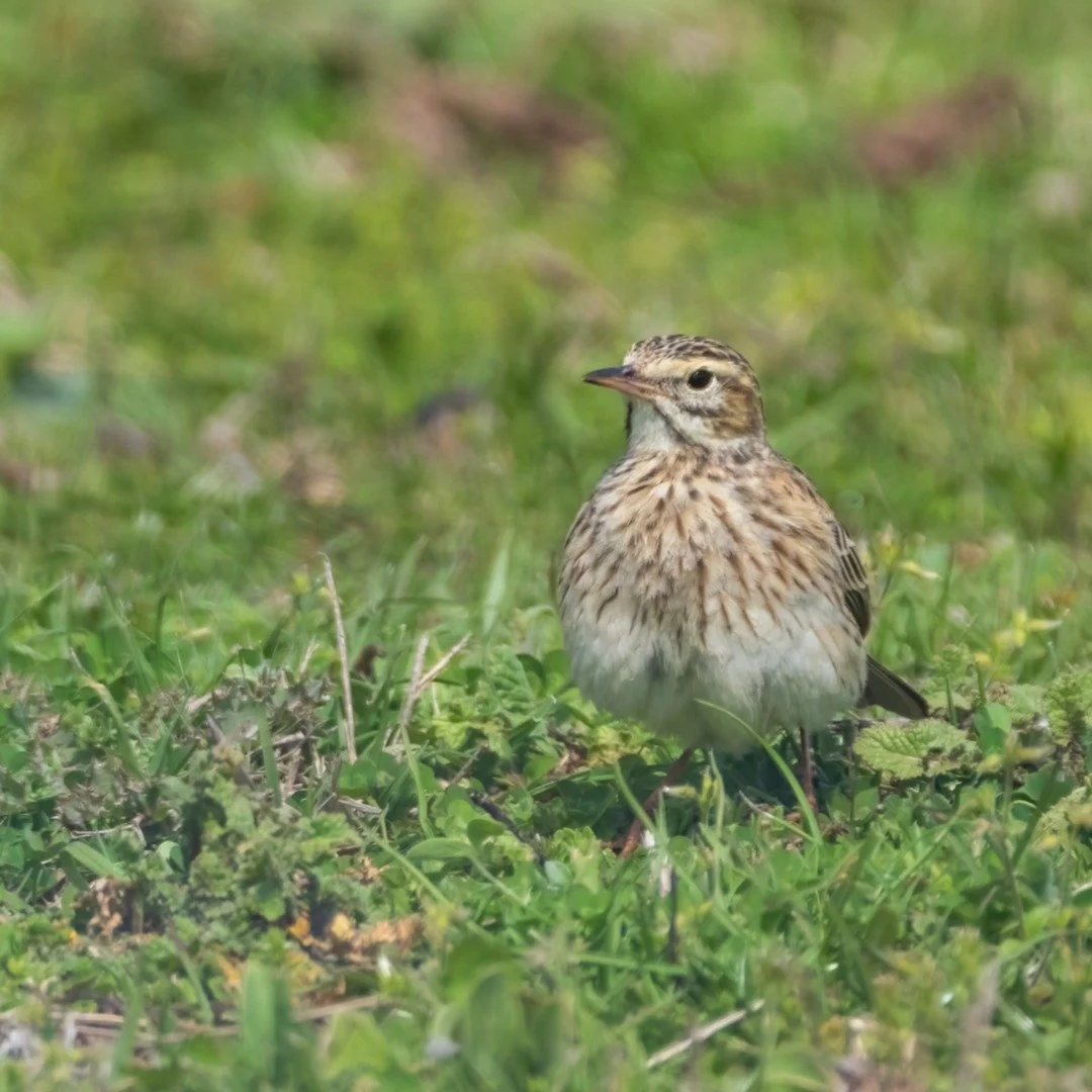 Australian Pipit

Capertee Valley, NSW, Australia

Sony A6700, Sony 200-600mm Lens
1/800s || f9 || 400 iso

#birdsofaustralia #birdphotographyaustralia #australiangeographic #birdphotography_australia #birdlifeaustralia #australianwildlife #birdphoto