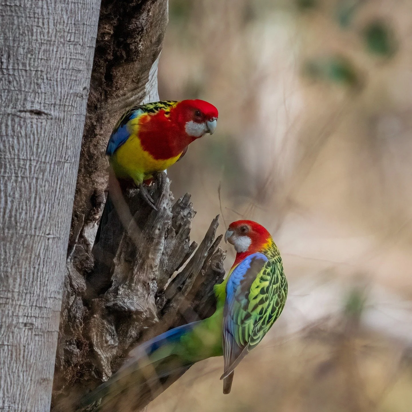 Eastern Rosella's

Cowra, NSW, Australia

Sony A6700, Sony 200-600mm Lens
1/1000s || f1 || iso 5000

#easternrosella #birdsofaustralia #birdphotographyaustralia #australiangeographic #birdphotography_australia #birdlifeaustralia #australianwildlife #