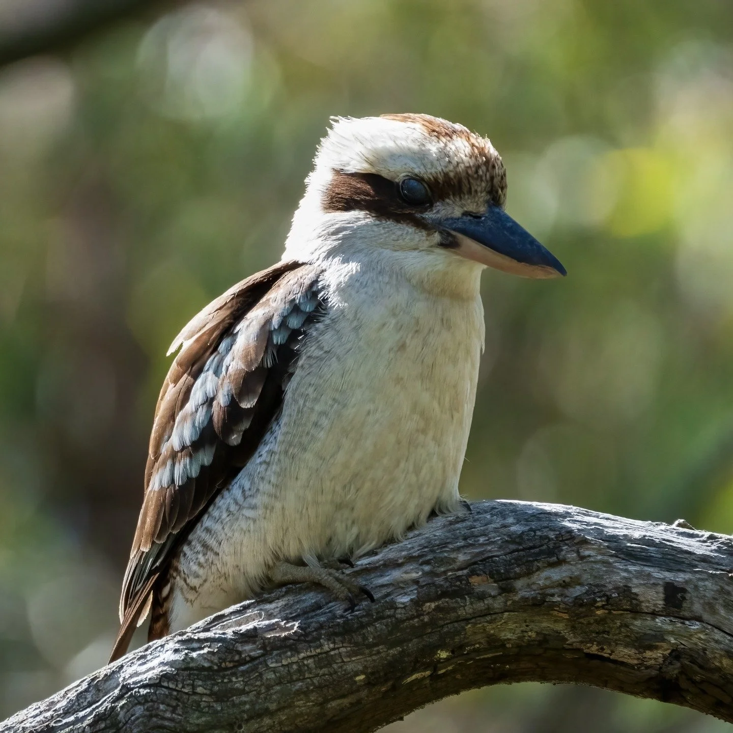 Laughing Kookaburra

Orange, NSW, Australia

Sony A6700, Sony 200-600mm Lens
1/1000s || f7 || 2000 iso

#kookaburra #birdsofaustralia #birdphotographyaustralia #australiangeographic #birdphotography_australia #birdlifeaustralia #australianwildlife #b