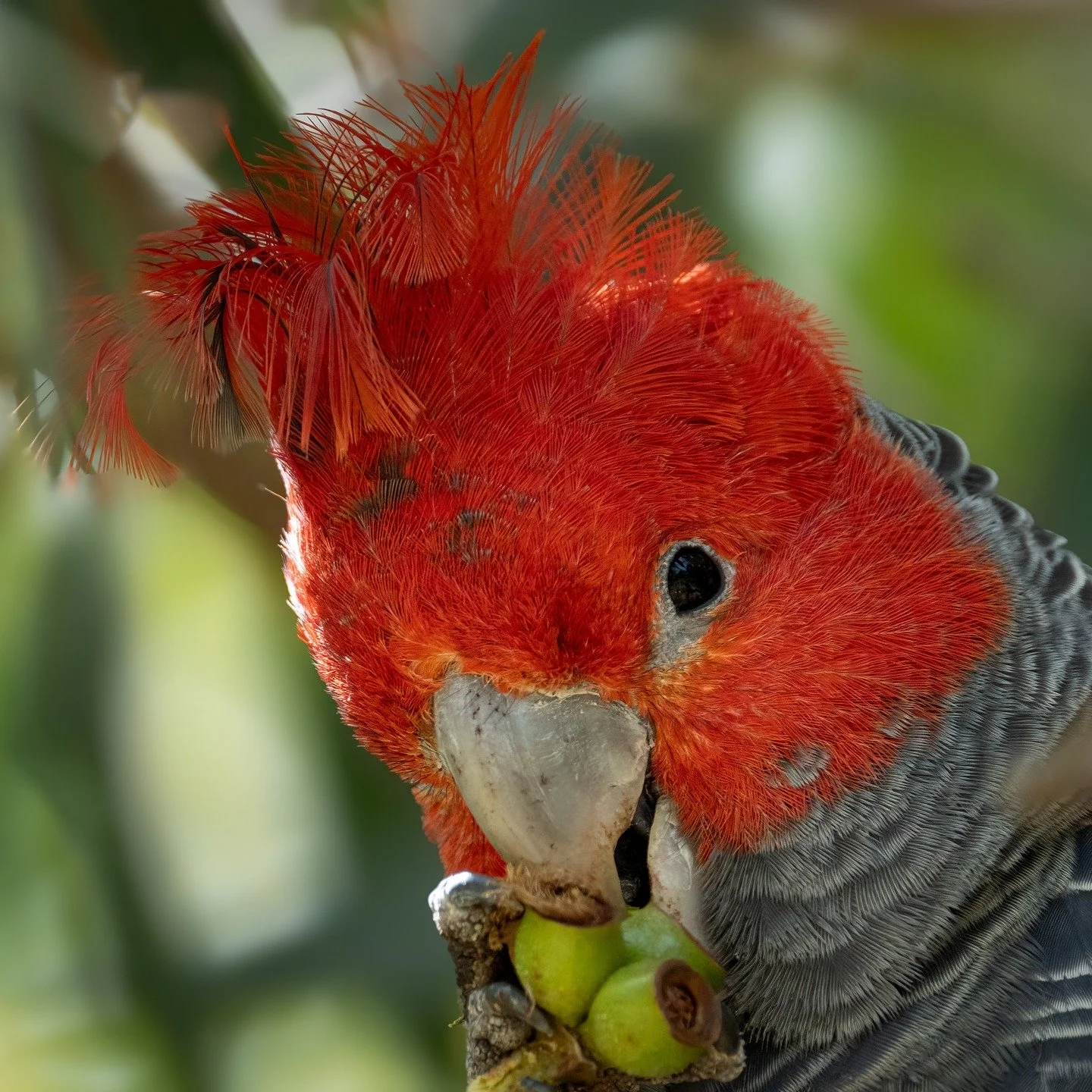 Male Gang Gang Cockatoo

His mate had flown down to a small tree right in front of us, while he stayed high in another tree. We walked around the corner for 5 mins, came back and he was sitting beside his mate.
They were both deep in the small tree, 