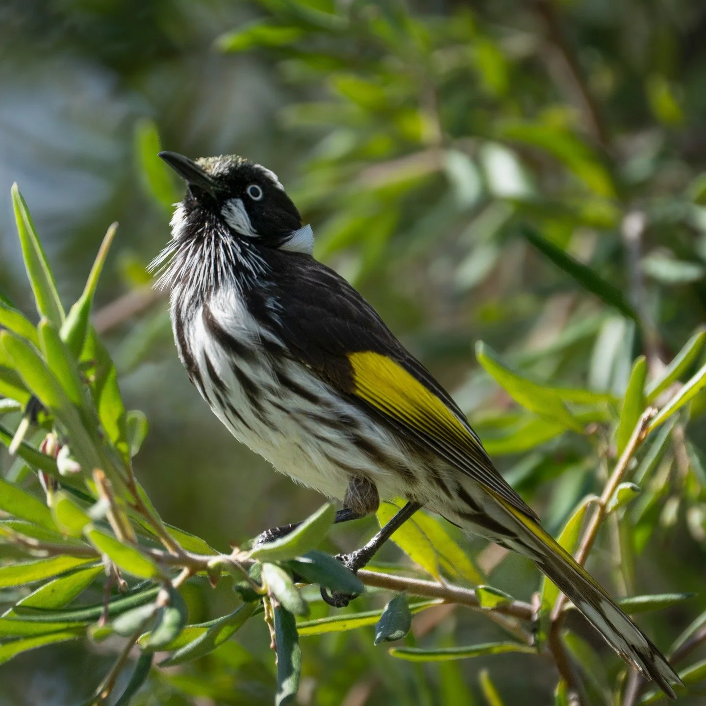 New Holland Honeyeater

Canberra Botanical Gardens, ACT, Australia

Sony A6700, Sony 200-600mm Lens
1/500s || f6.3 || 500 iso

#birdsofaustralia #birdphotographyaustralia #australiangeographic #birdphotography_australia #birdlifeaustralia #australian