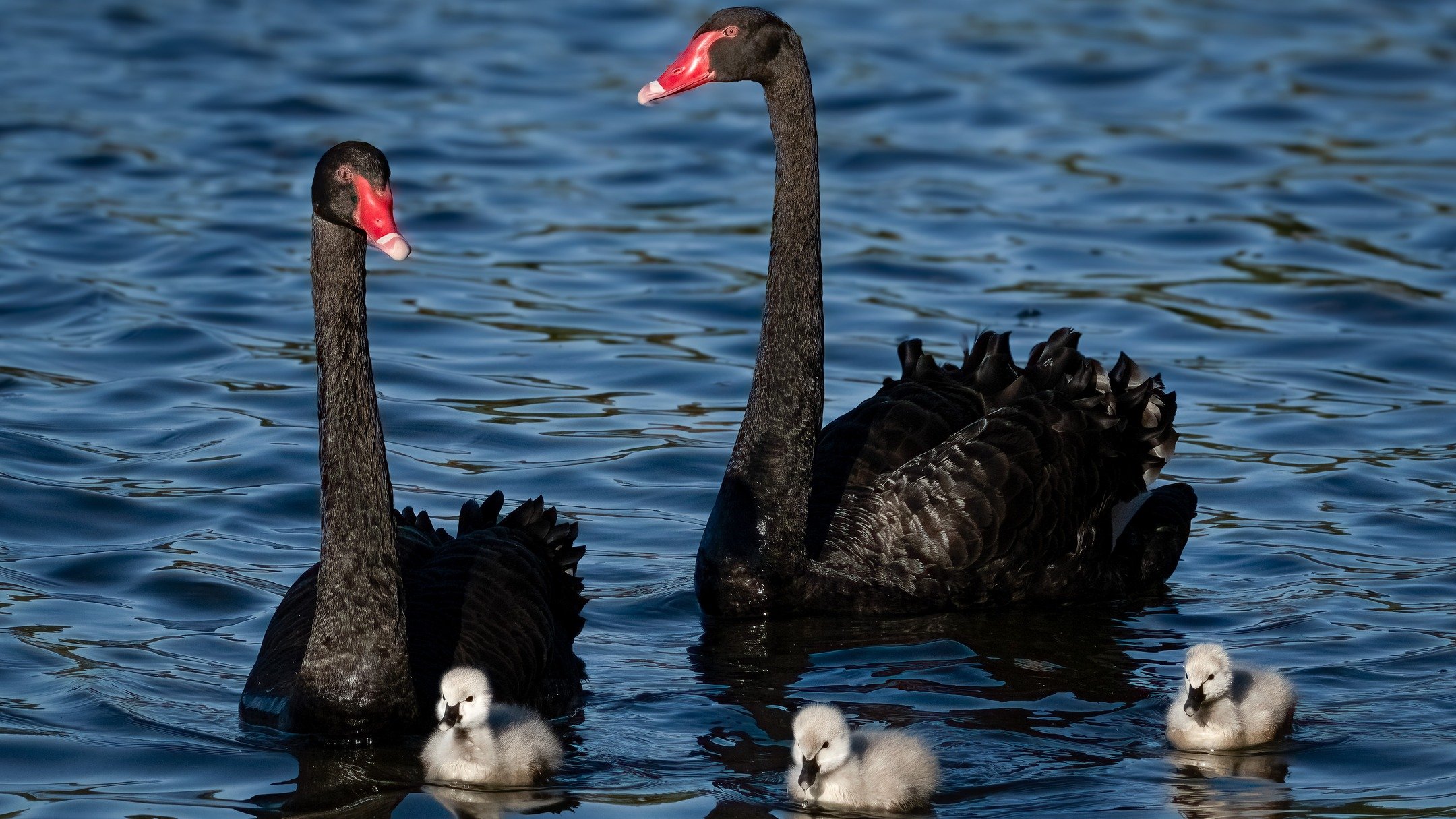 Black Swan Family
Canberra, ACT, Australia
The whole family was not afraid of people, they were swimming right along the edge of the lake only a meter or so from people on the path

Sony A6700, Sony 200-600mm Lens
1/1250s || f13 || 500 iso

#blackswa