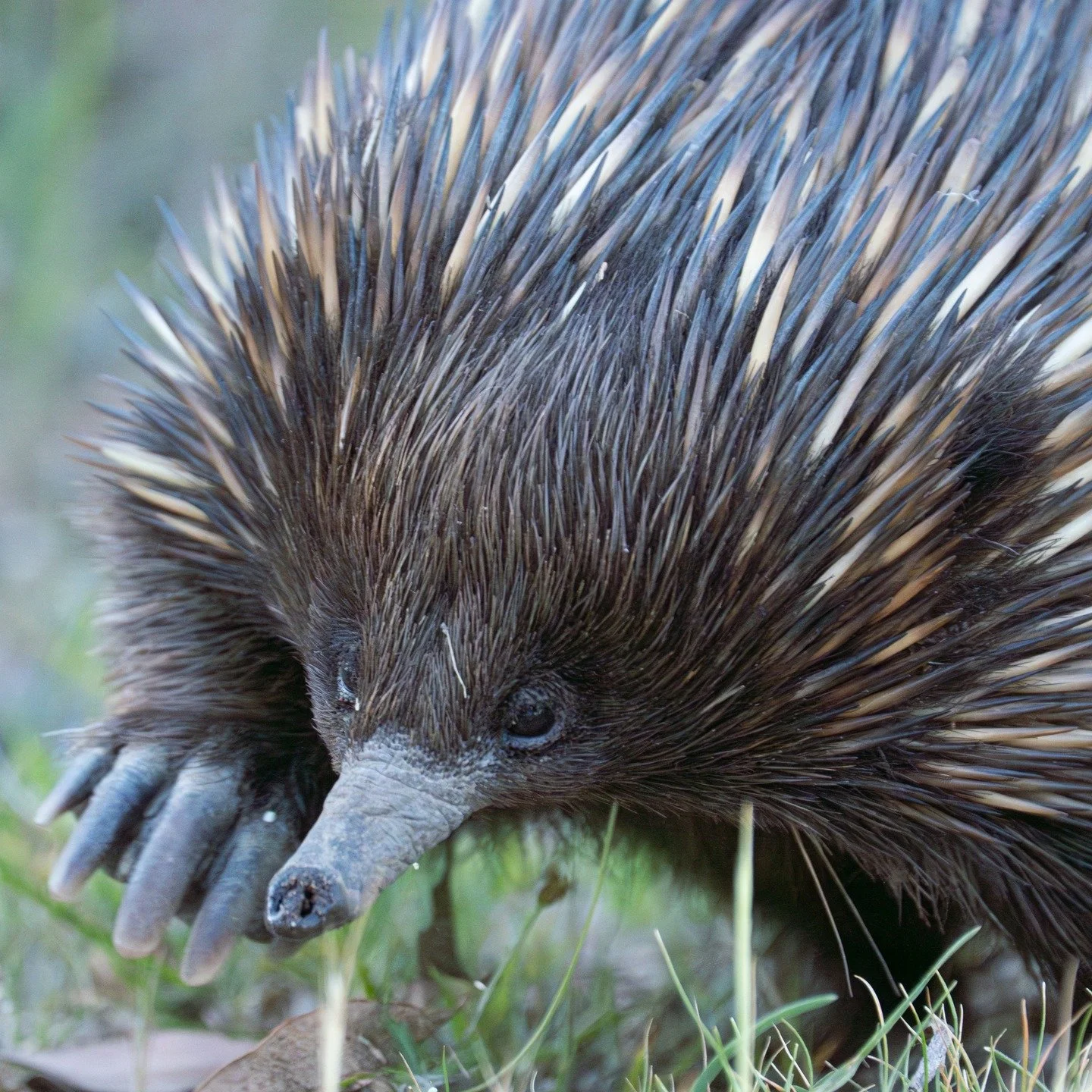 I know, not a bird shot but couldnt resist after this fellow wandered all around me on my last walk while i sat there very still

Echidna
Bathurst NSW, Australia