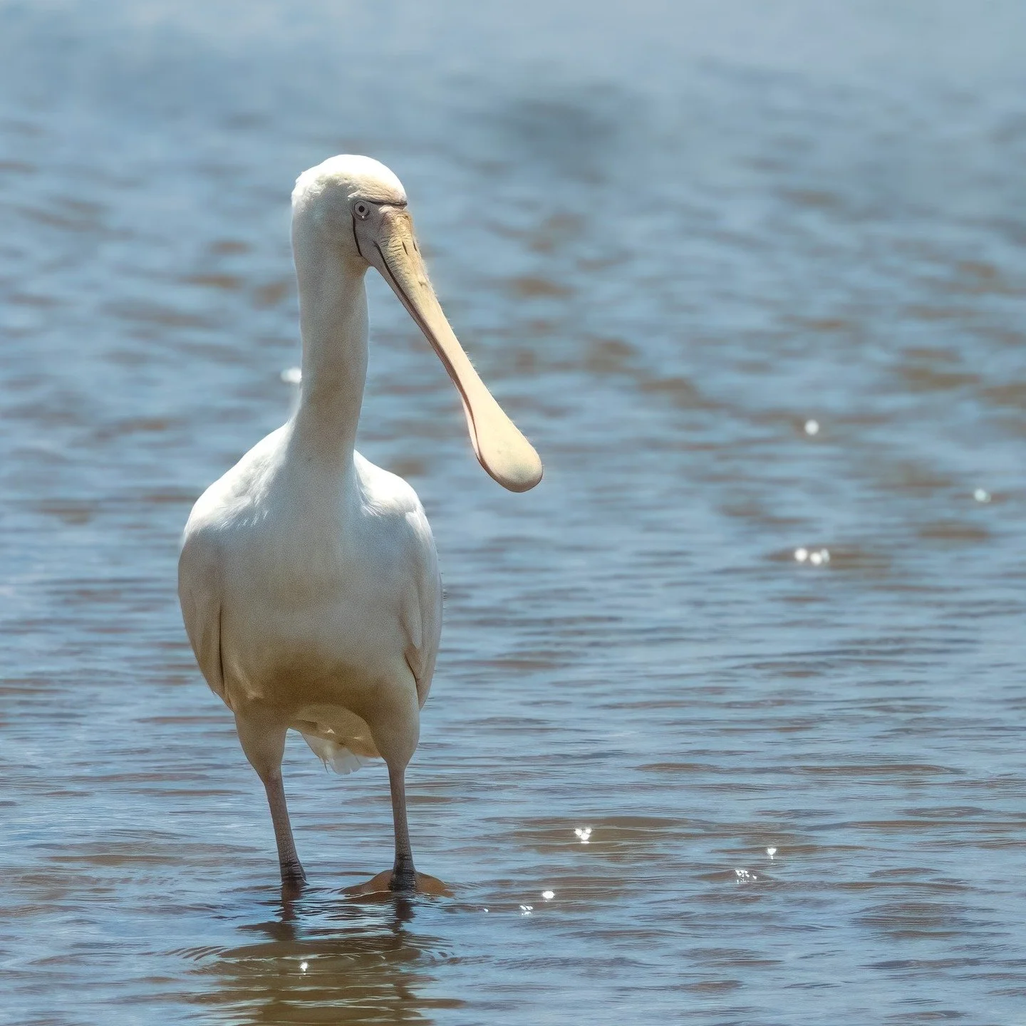 Yellow-Billed Spoonbill

Bathurst, NSW, Australia

#spoonbill #birdsofaustralia #birdphotographyaustralia #australiangeographic #birdphotography_australia #birdlifeaustralia #australianwildlife #birdphotographyworld #birdphotographyshow
#birdwatching