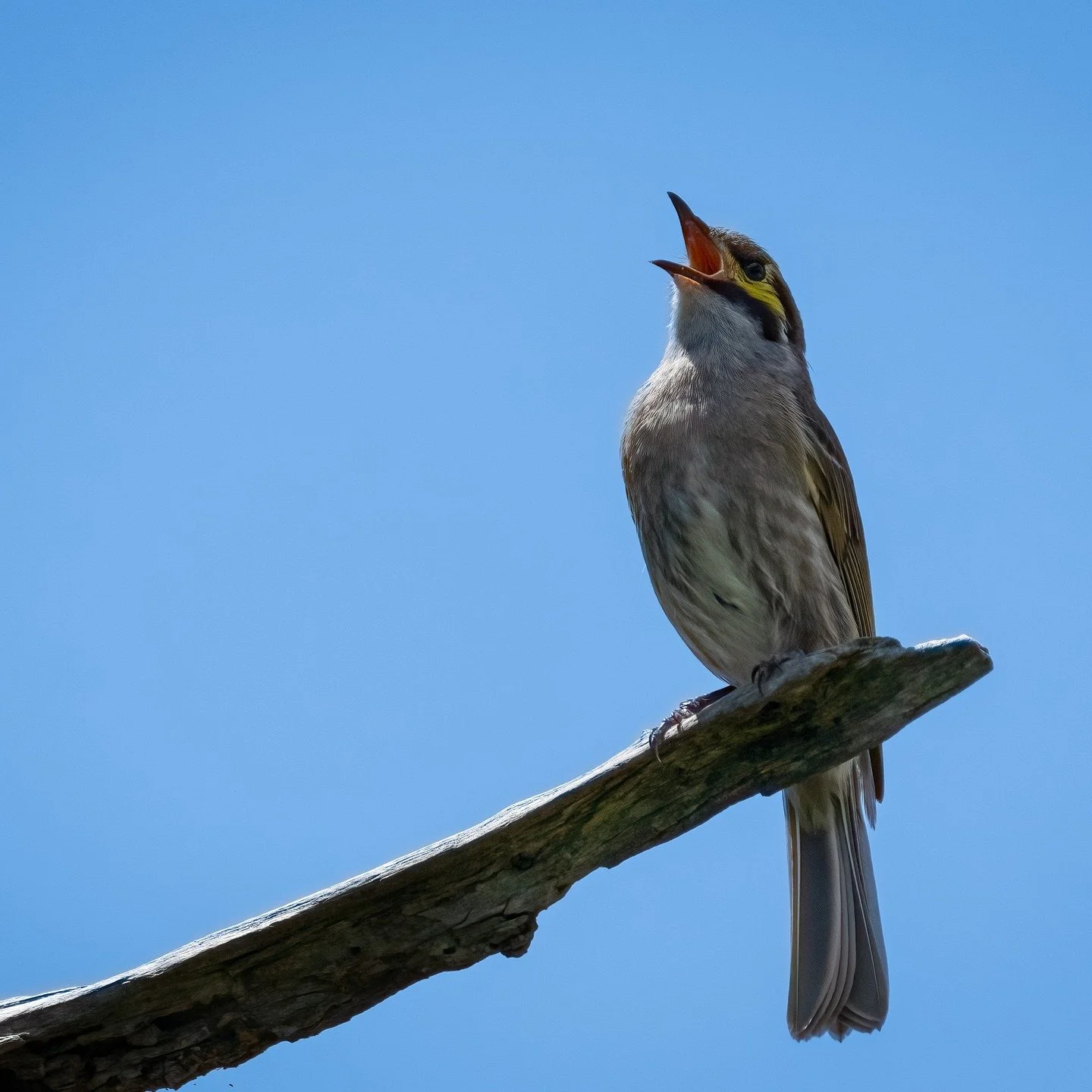 Yellow-faced Honeyeater

Rockley, NSW, Australia

Sony A6700, Sony 200-600mm Lens
1/1600s || f7 || 320 iso

#honeyeater #birdsofaustralia #birdphotographyaustralia #australiangeographic #birdphotography_australia #birdlifeaustralia #australianwildlif