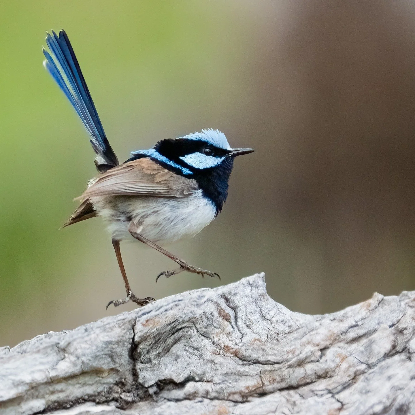 Superb Fairy Wren

Bathurst, NSW, Australia

Sony A6700, Sony 200-600mm Lens
1/1000 || f7.1 || 500 iso

#birdsofaustralia
#bird 
#birdsoﬁnstagram 
#birdphotograph&yacute; 
#australianbirds