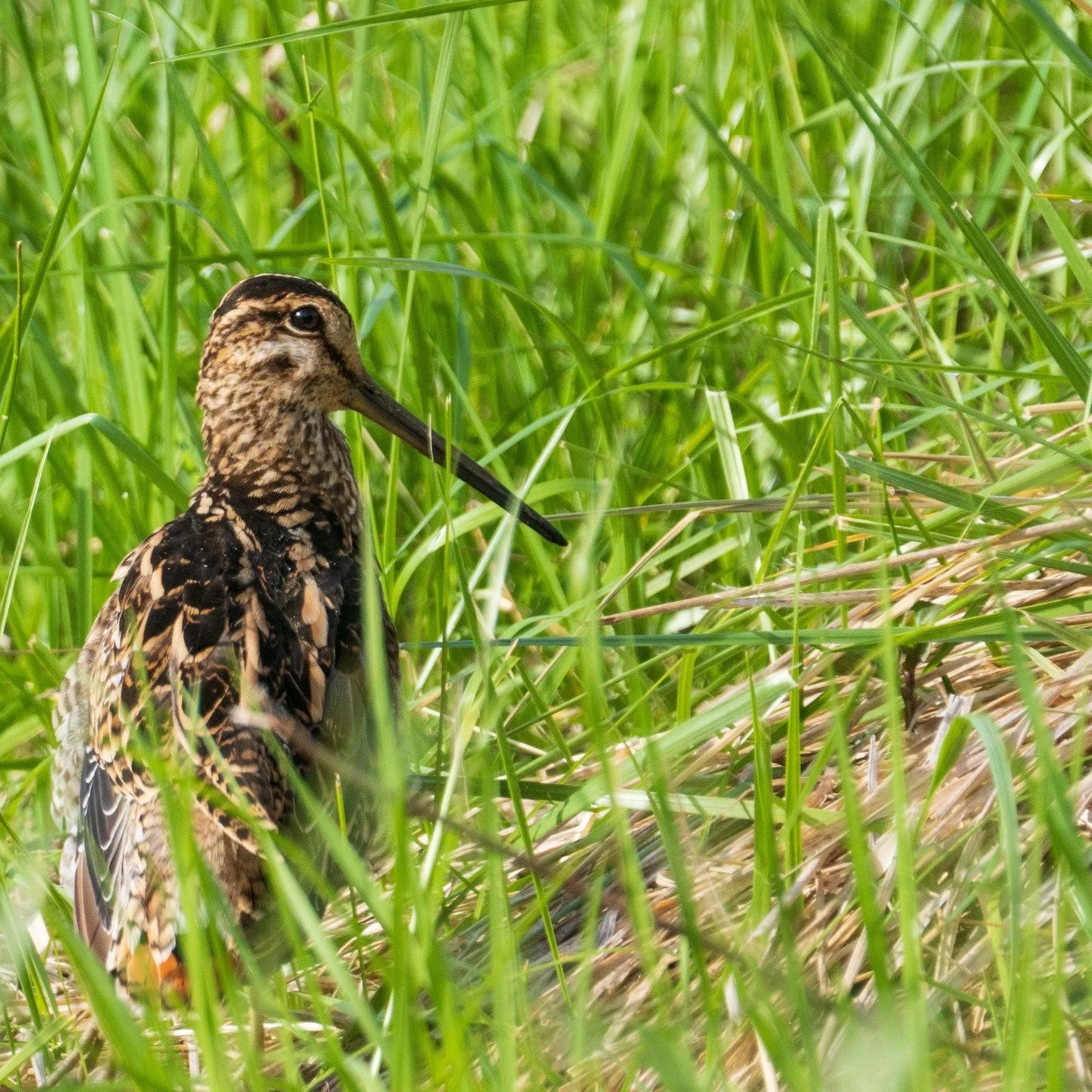Latham's Snipe

This bird can travel from its breeding grounds in Japan to Australia in 3 days. Can be hard to spot in among the tall grass and reeds near water

Canberra, NSW, Australia

Sony A6700, Sony 200-600mm Lens
1/1200 || f9 || 500 iso

#bird