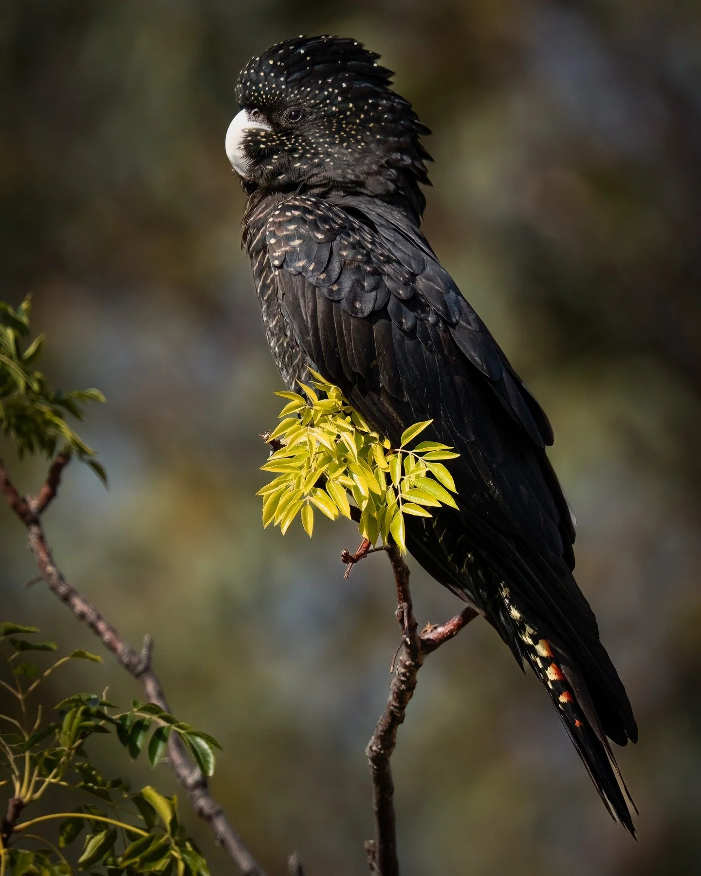 Red tailed Black Cockatoo
Menindee Lakes, NSW, Australia

Sony A6700, Sony 200-600mm Lens
1/800s || f9 || 1200 iso

#birdsofaustralia #birdphotographyaustralia #australiangeographic #birdphotography_australia #birdlifeaustralia #australianwildlife #b