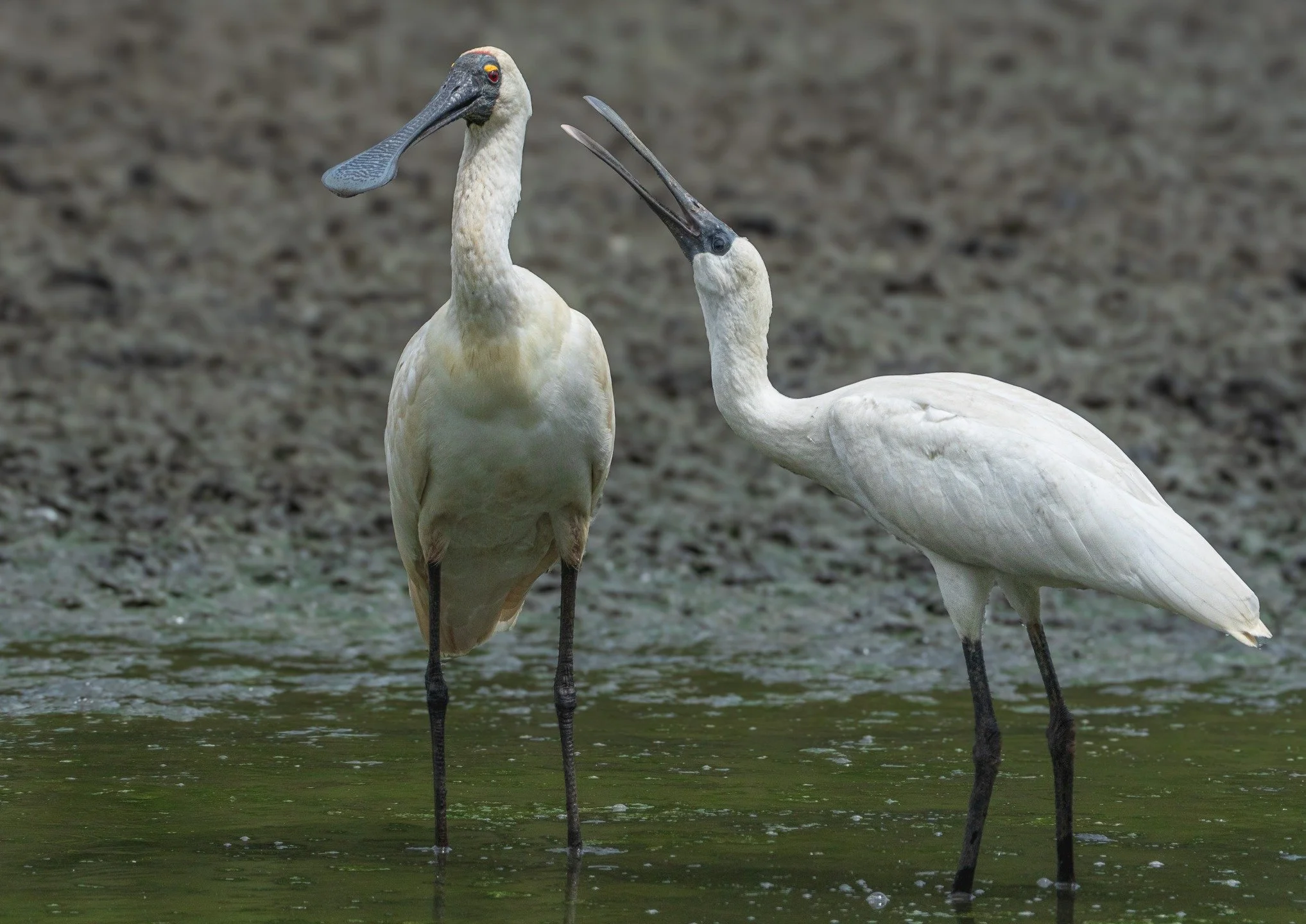 Nag, Nag, Nag
Royal Spoonbill
Newcastle, NSW, Australia

Sony A6700, Sony 200-600mm Lens
1/1250 || f10 || 500 iso

#birdsofaustralia #birdphotographyaustralia #australiangeographic #birdphotography_australia #birdlifeaustralia #australianwildlife #bi