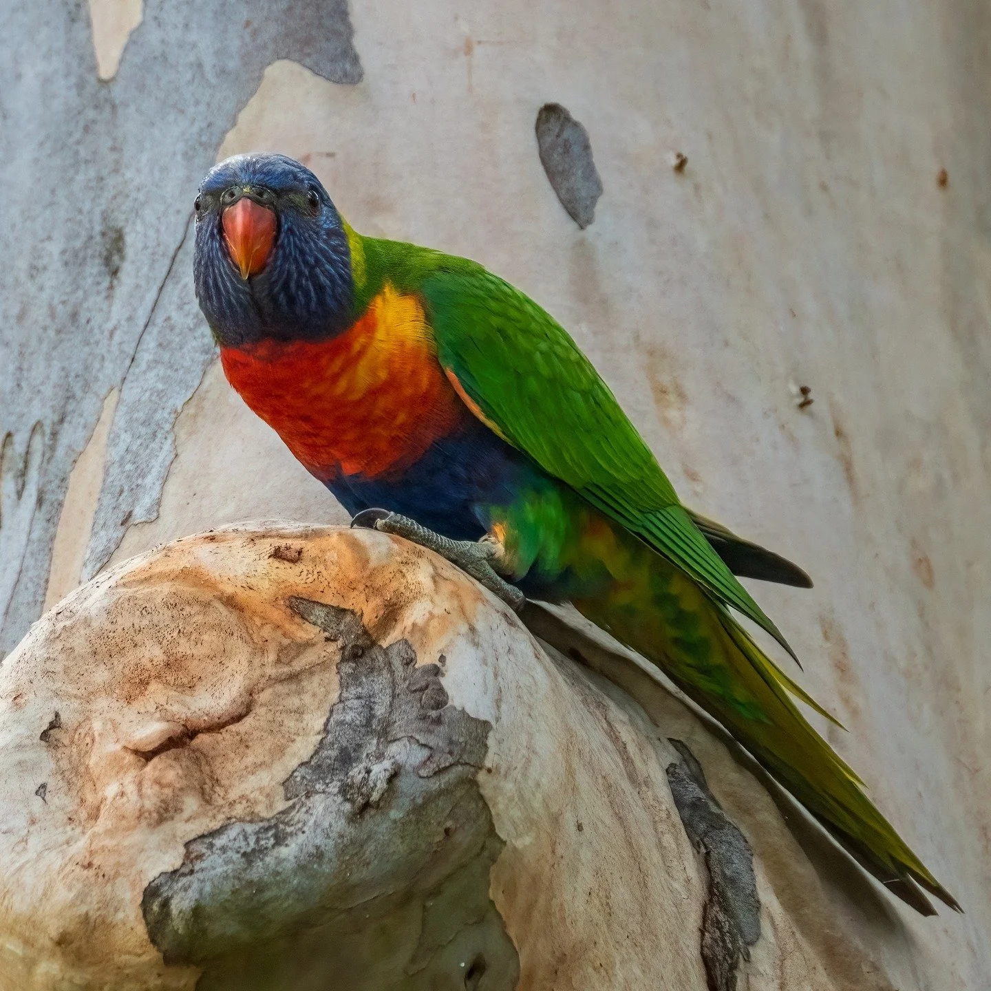 Rainbow Lorikeet

Glenbrook Lagoon, Glenbrook, NSW, Australia

Sony A6700, Sony 200-600mm Lens
1/800 || f6.3 || 500 iso

#rainbowlorikeet #birdsofaustralia #birdphotographyaustralia #australiangeographic #birdphotography_australia #birdlifeaustralia 