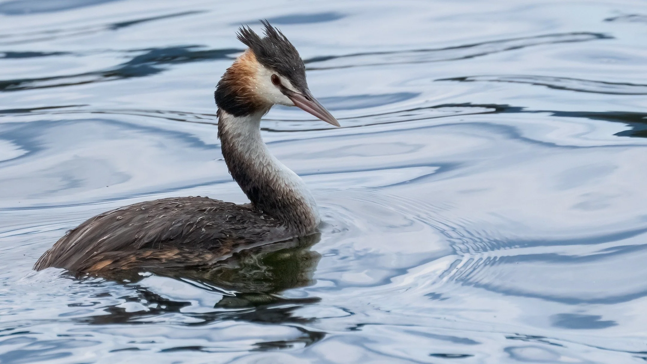 Great Crested Grebe

Wallerawang, NSW, Australia

Sony A6700, Sony 200-600mm Lens
1/1250 || f9 || 500 iso

#grebe #birdsofaustralia #birdphotographyaustralia #australiangeographic #birdphotography_australia #birdlifeaustralia #australianwildlife #bir