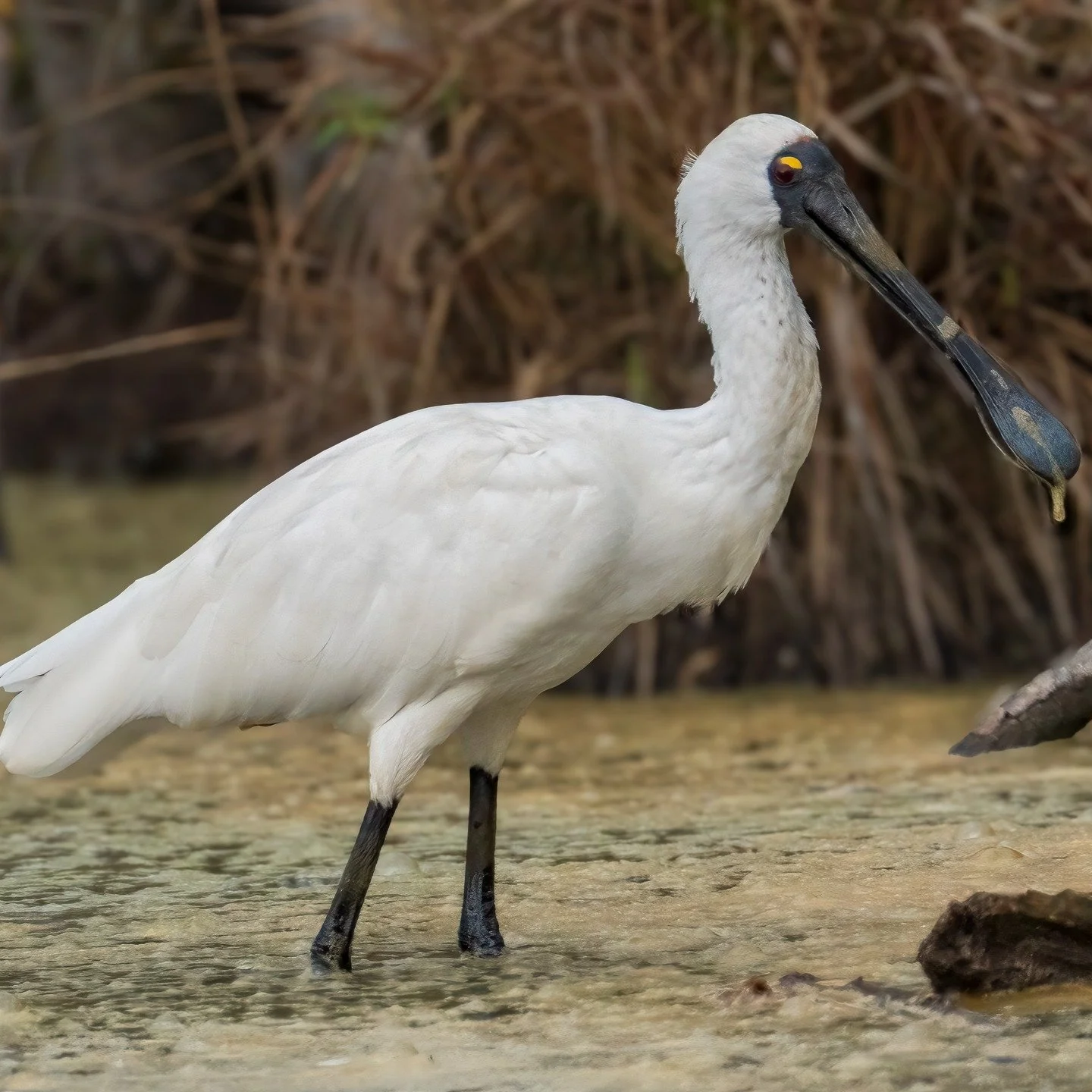 Royal Spoonbill

Wallerawang, NSW, Australia

Sony A6700, Sony 200-600mm Lens
1/1250 || f9 || 500 iso

#waterbirds #waterbirdsphotography #waterbirdsofaustralia #birdsofaustralia #birdphotographyaustralia #australiangeographic #birdphotography_austra