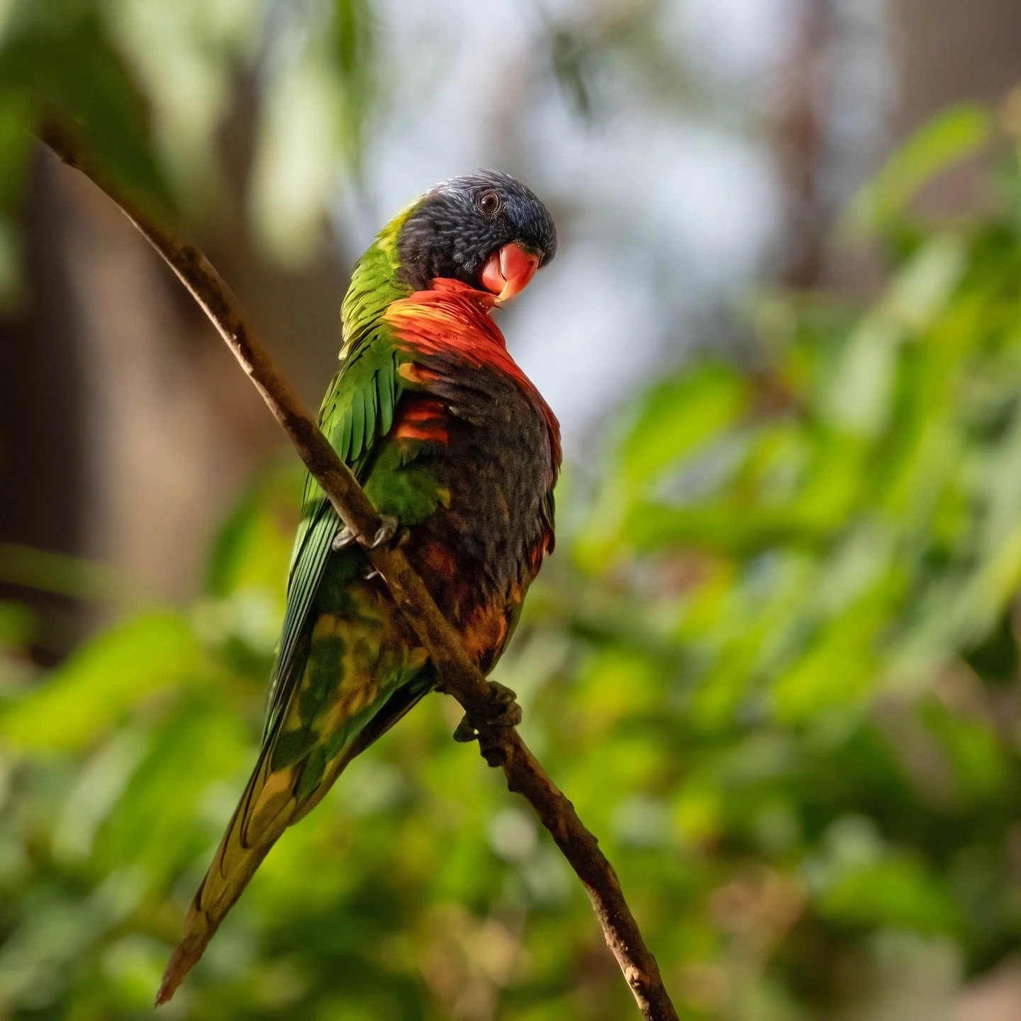 Rainbow Lorikeet

Glenbrook Lagoon, Glenbrook, NSW, Australia

Sony A6700, Sony 200-600mm Lens
1/800 || f6.3 || 500 iso

#rainbowlorikeet #birdsofaustralia #birdphotographyaustralia #australiangeographic #birdphotography_australia #birdlifeaustralia 