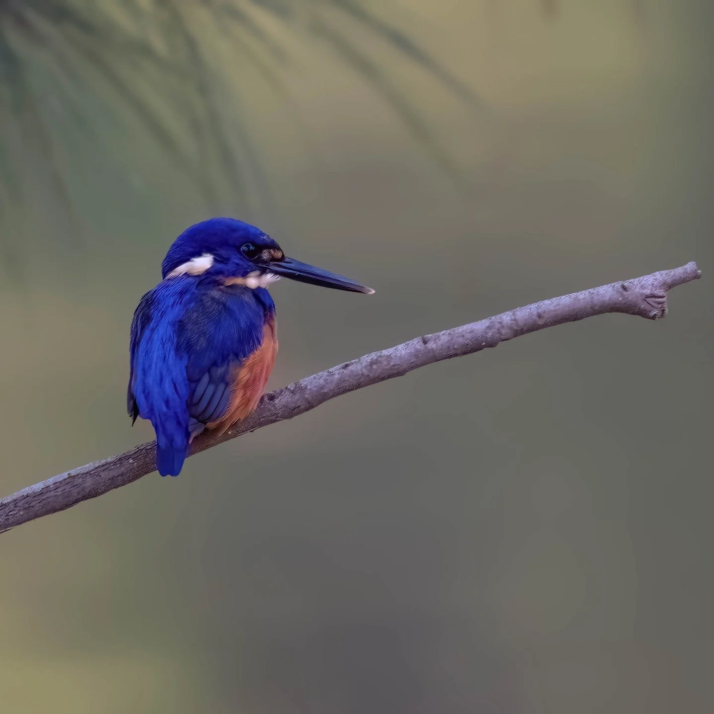 Azure Kingfisher, found this lovely bird, very late in the day on a branch over a creek in a out of the way campsite. I have had to lighten it quite a bit in post to make it viewable. 
Oberon, NSW Australia

Sony A6700, Sony 200-600mm Lens
1/30 || f9