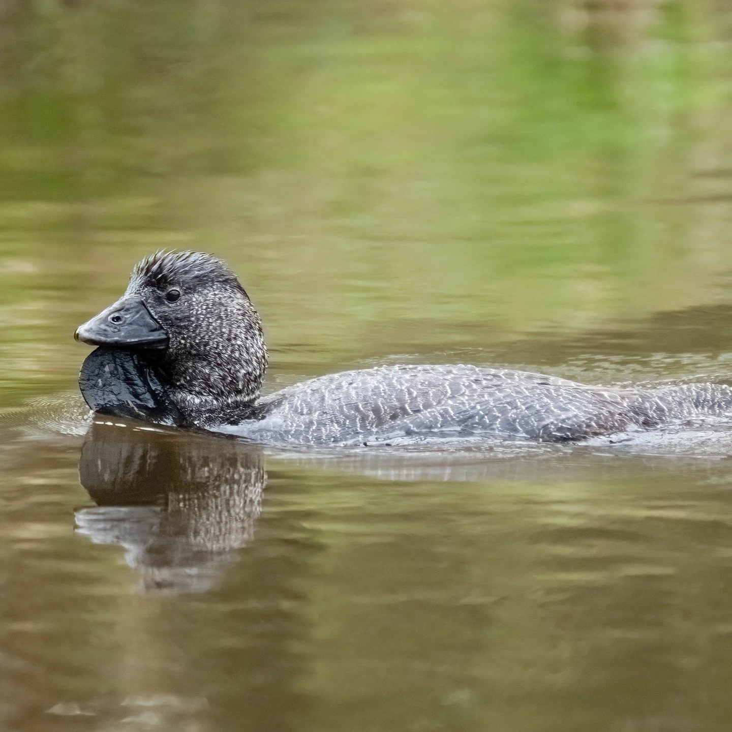 Musk Duck. 
'Musk' after the rich smell of a breeding males preen gland. Fun fact: it finds moving on land almost impossible, but is a excellent flyer

Tidbinbilla, Canberra, Australia

Sony A6700, Sony 200-600mm Lens
1/1000 || f6.3 || 1000 iso

#bir