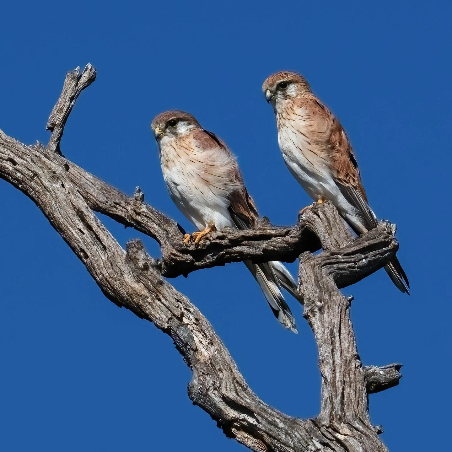 Nankeen Kestrels
The first time I have every photographed more than one!!. 

Bathurst, NSW, Australia

Sony A6700, Sony 200-600mm Lens
1/1000 || f11 || 320 iso

#kestrel #birdsofaustralia #birdphotographyaustralia #australiangeographic #birdphotograp