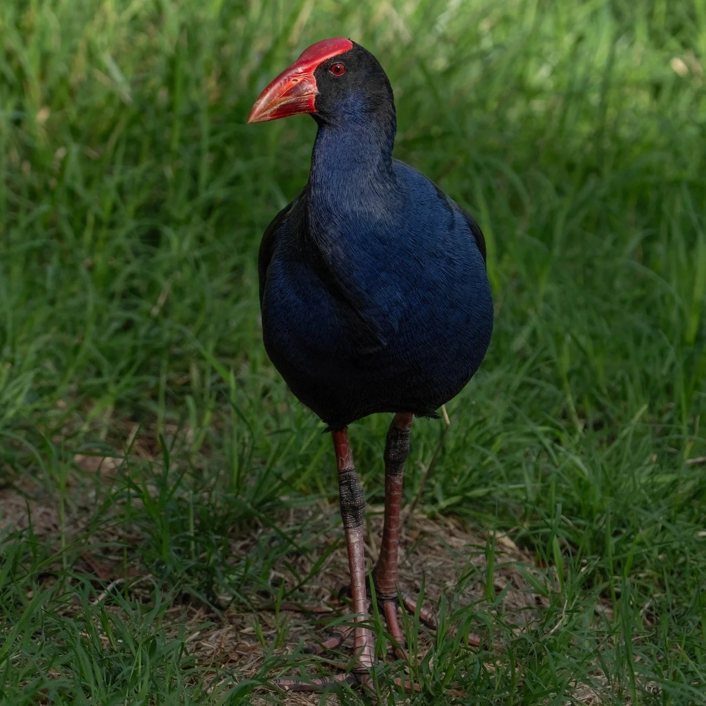 Australasian Swamphen

Canberra, ACT, Australia

Sony A6700, Sony 200-600mm Lens
1/1600 || f8 || 400 iso

#birdsofaustralia #birdphotographyaustralia #australiangeographic #birdphotography_australia #birdlifeaustralia #australianwildlife #birdphotogr