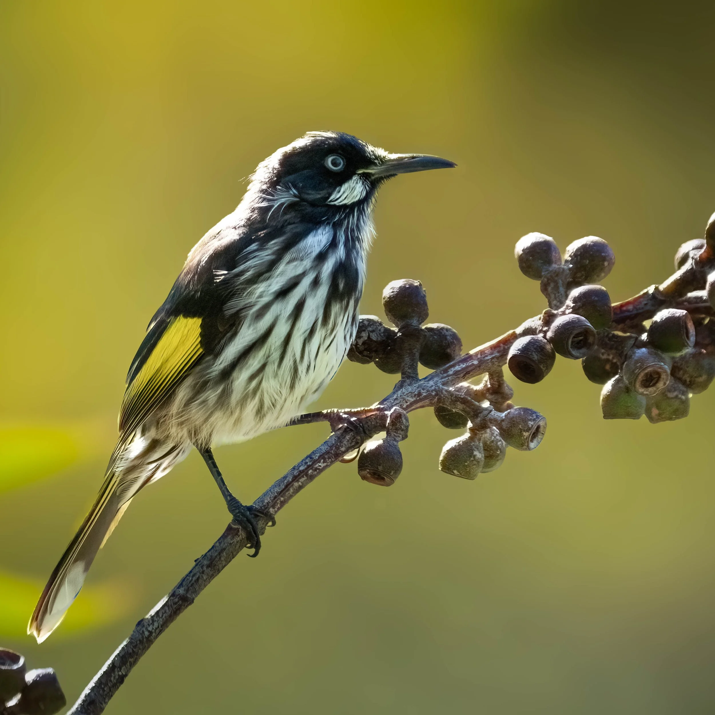 New Holland Honeyeater

Canberra, ACT, Australia

Sony A6700, Sony 200-600mm Lens
1/1000 || f6.3 || 320 iso

#birdsofaustralia #birdphotographyaustralia #australiangeographic #birdphotography_australia #birdlifeaustralia #australianwildlife #birdphot
