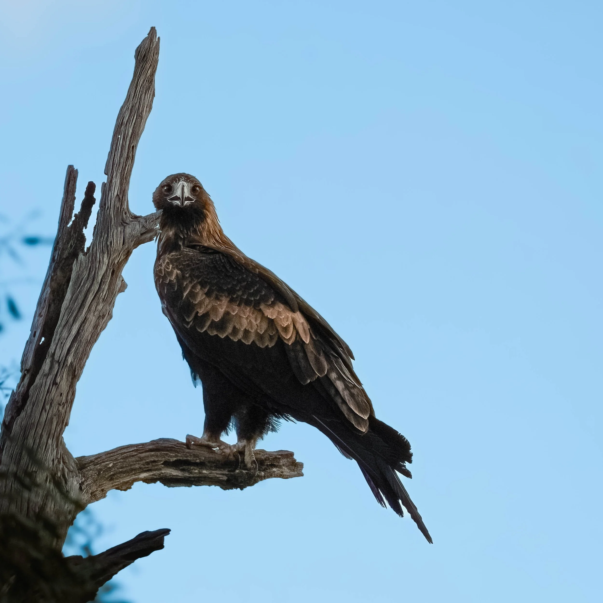 Wedge Tailed Eagle

It was getting dark in this photo, I have had to lighted it up a fair bit. I was also parked beside the road and was craning back to take this shot out the window.

Sony A6700, Sony 200-600mm Lens
1/800 || f6.3 || 320 iso

#birdso