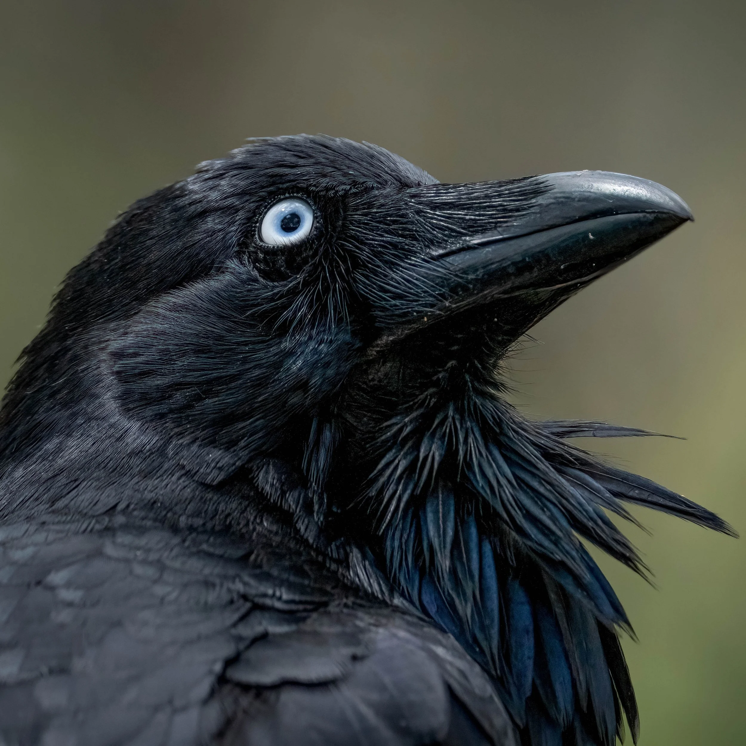 Australian Raven

Canberra, ACT

Sony A6700, Sony 200-600mm Lens
1/1000 || f9 || 400 iso

#birdsofaustralia #birdphotographyaustralia #australiangeographic #birdphotography_australia #birdlifeaustralia #australianwildlife #birdphotographyworld #birdp