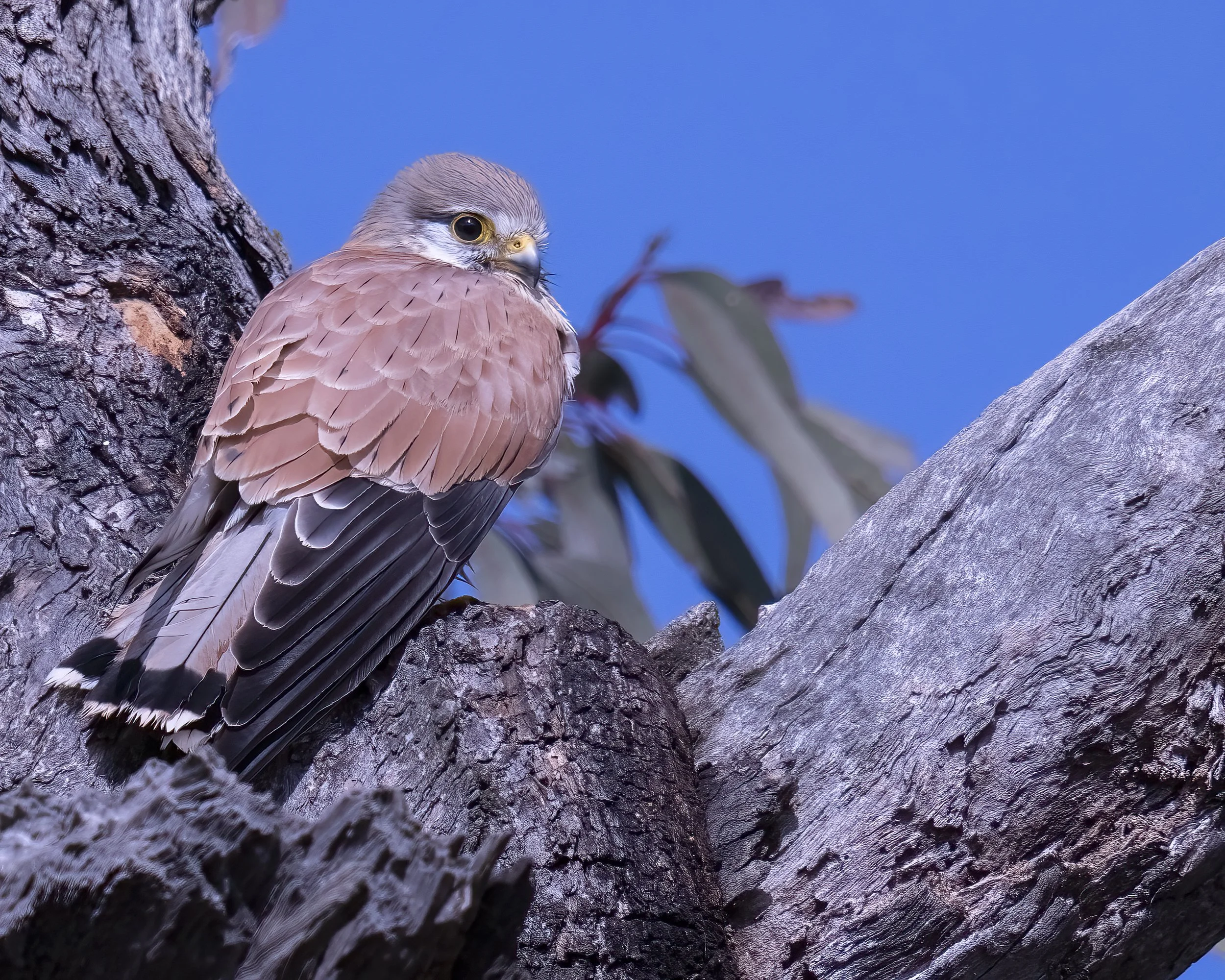 Nankeen Kestrel