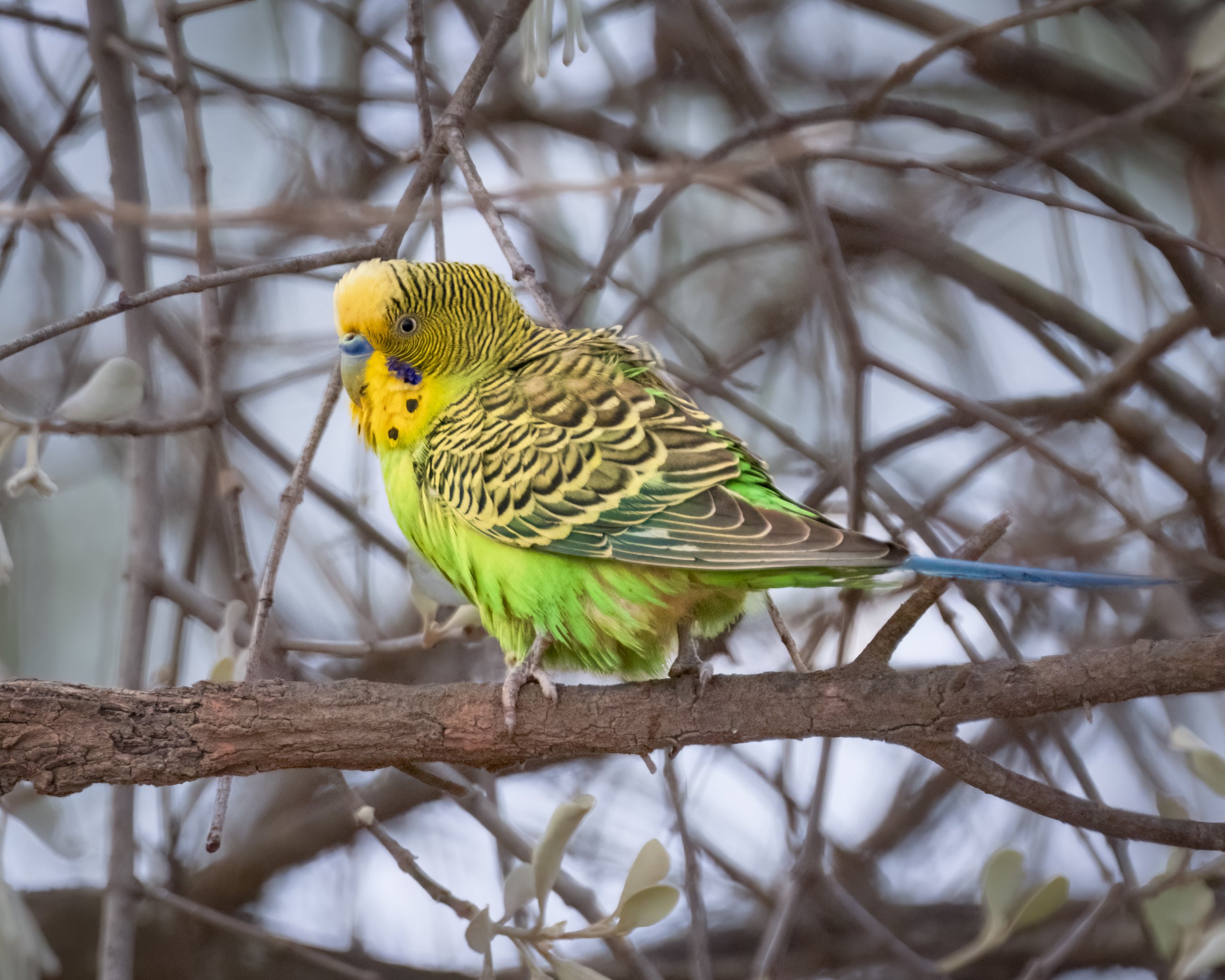 Budgerigar